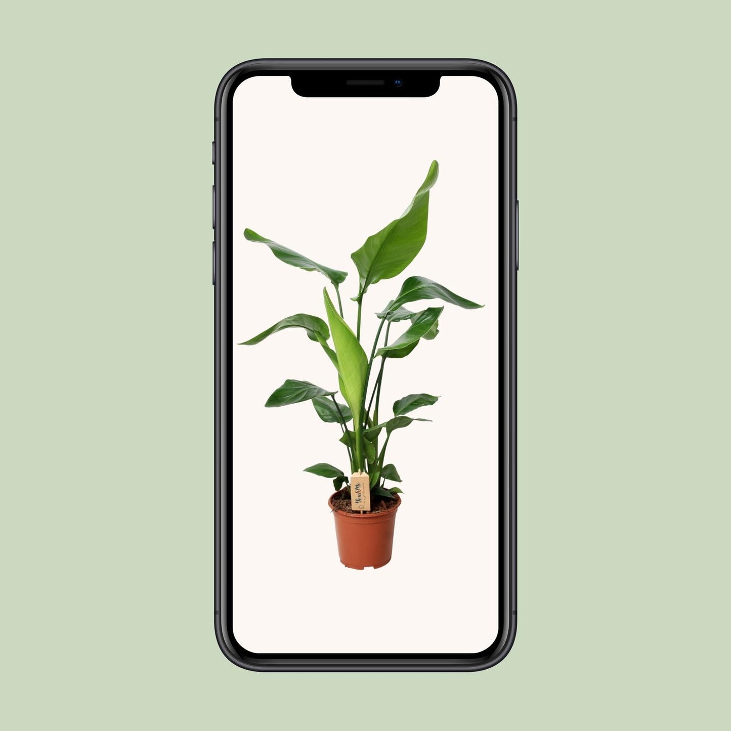 Strelitzia Nicolai – Exotische XXL-Pflanze Ø19cm, 90cm hoch