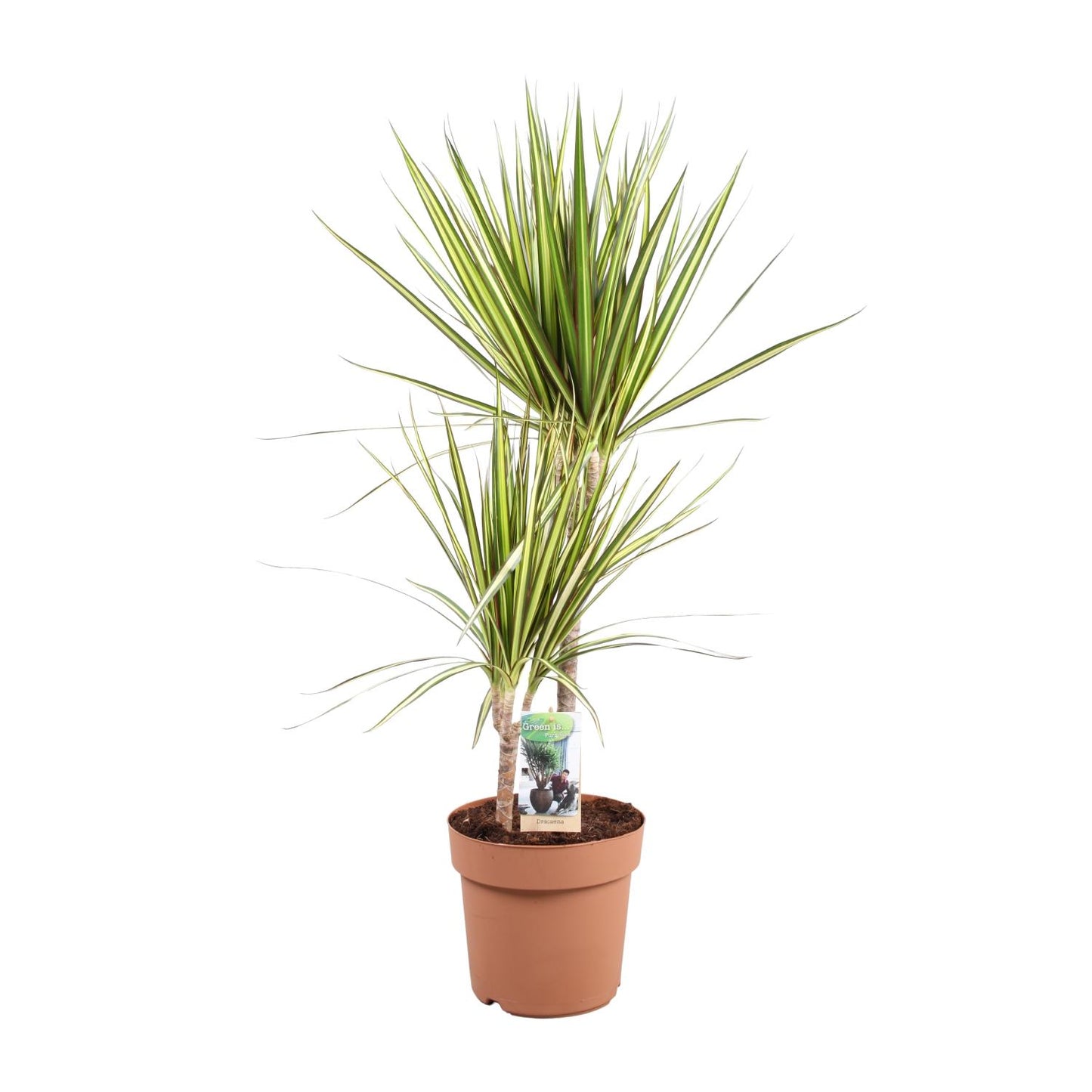 Dracaena Marginata Sunray – Pflegeleichter Drachenbaum Ø21cm, 80cm hoch