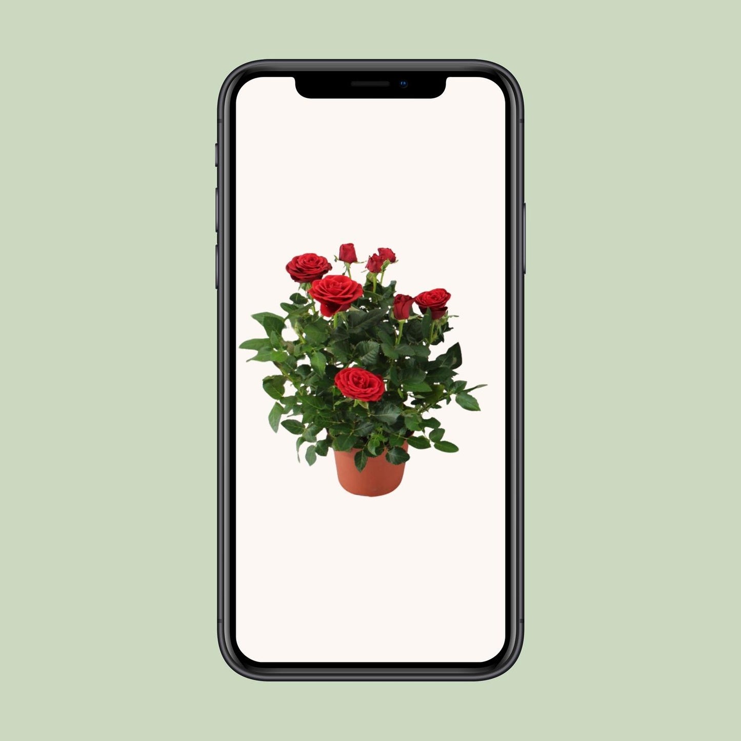 Rosa Red - Pflegeleichte Topfrose Ø12cm, 29cm hoch