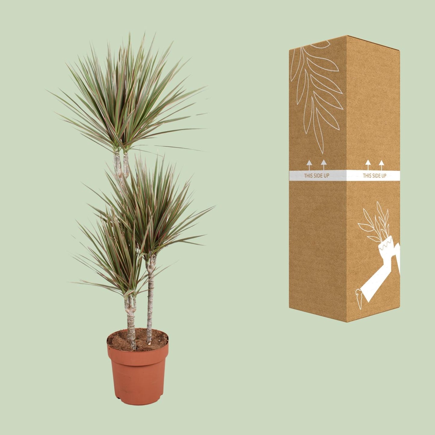 Dracaena Bicolor – Stilvoller, pflegeleichter Drachenbaum Ø21cm