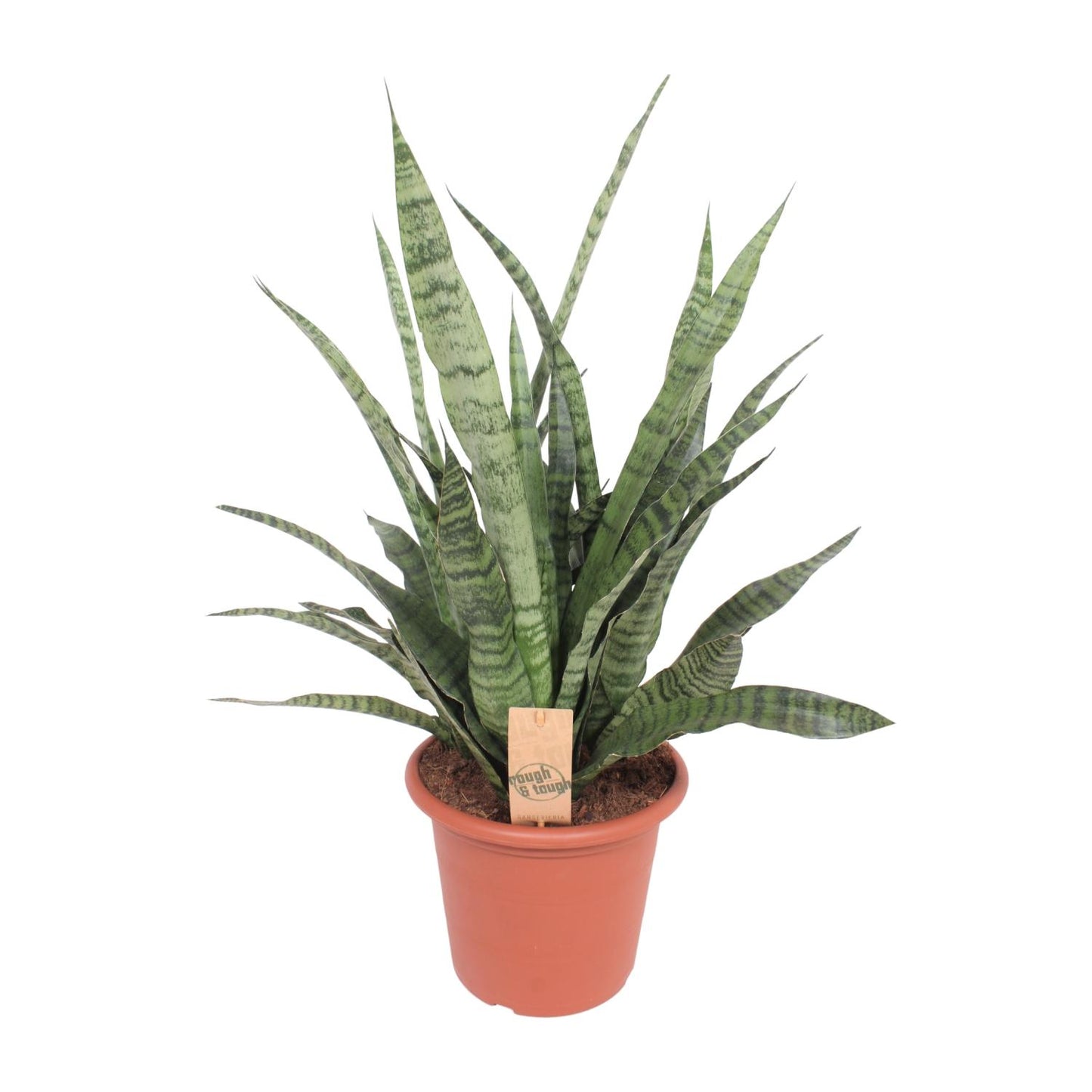 Sansevieria Diamond Green – Pflegeleichte Schwiegermutterzunge Ø25cm