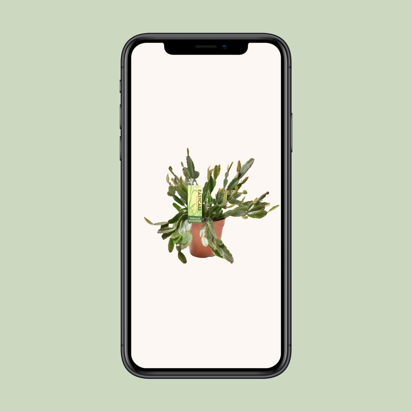 Rhipsalis Agudoensis – Pflegeleichte, hängende Zimmerpflanze Ø12 cm