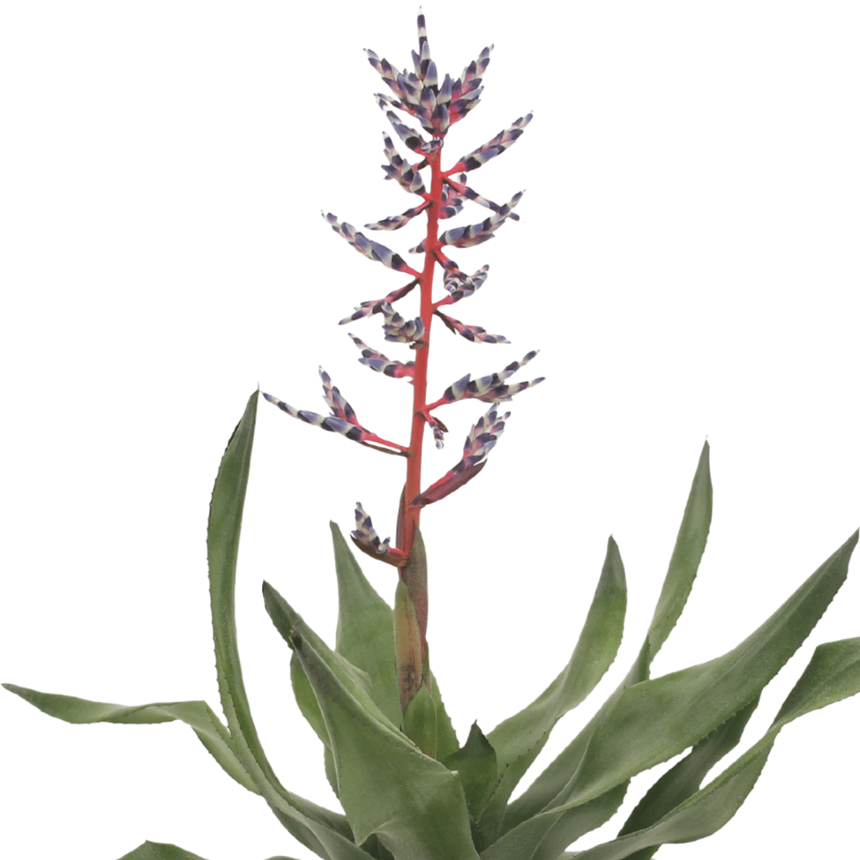 2x Aechmea Blue Rain – Tropische Bromelie 45cm