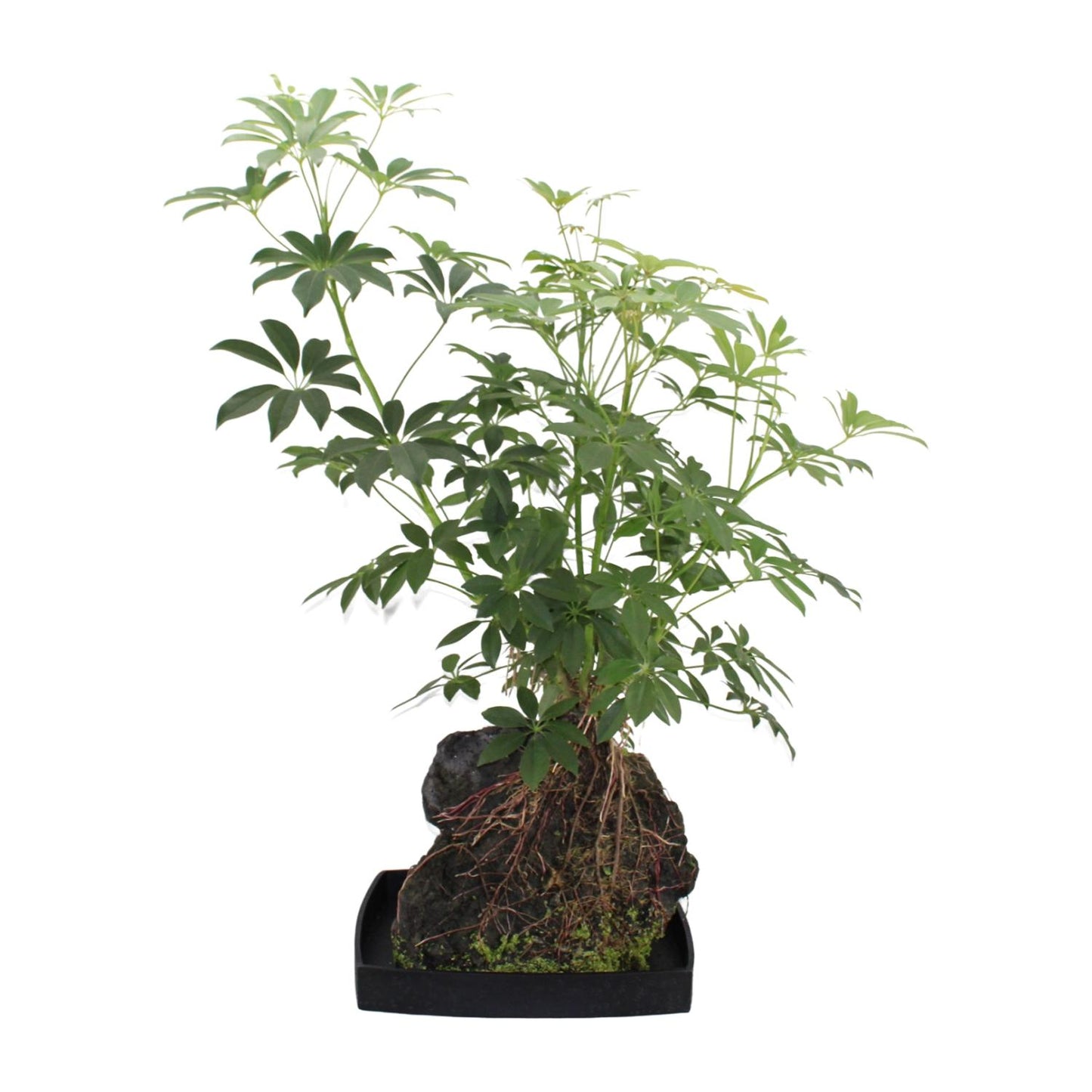 Schefflera Arboricola – Pflegeleichter Schirmbaum Ø40cm, 80cm hoch