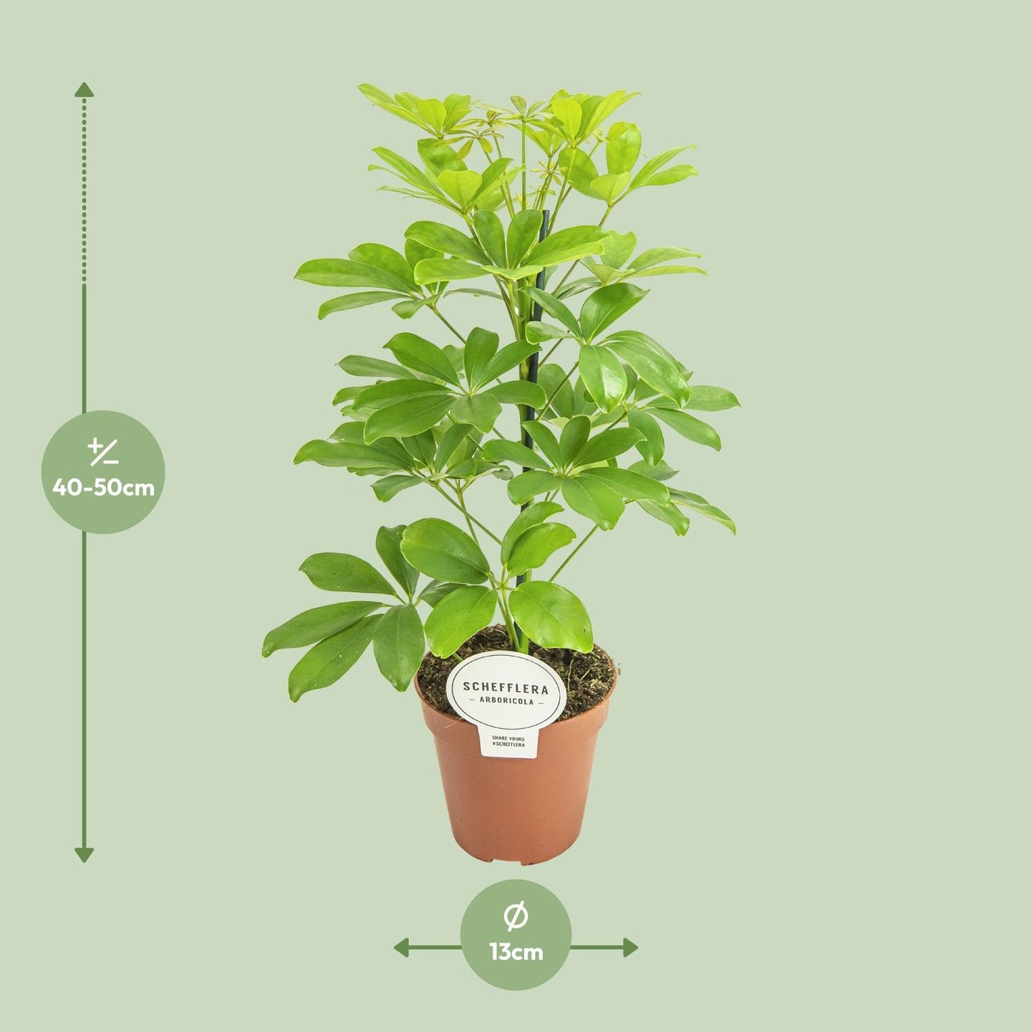 Schefflera Nora - Pflegeleichter Schirmbaum Ø13cm, 45cm hoch