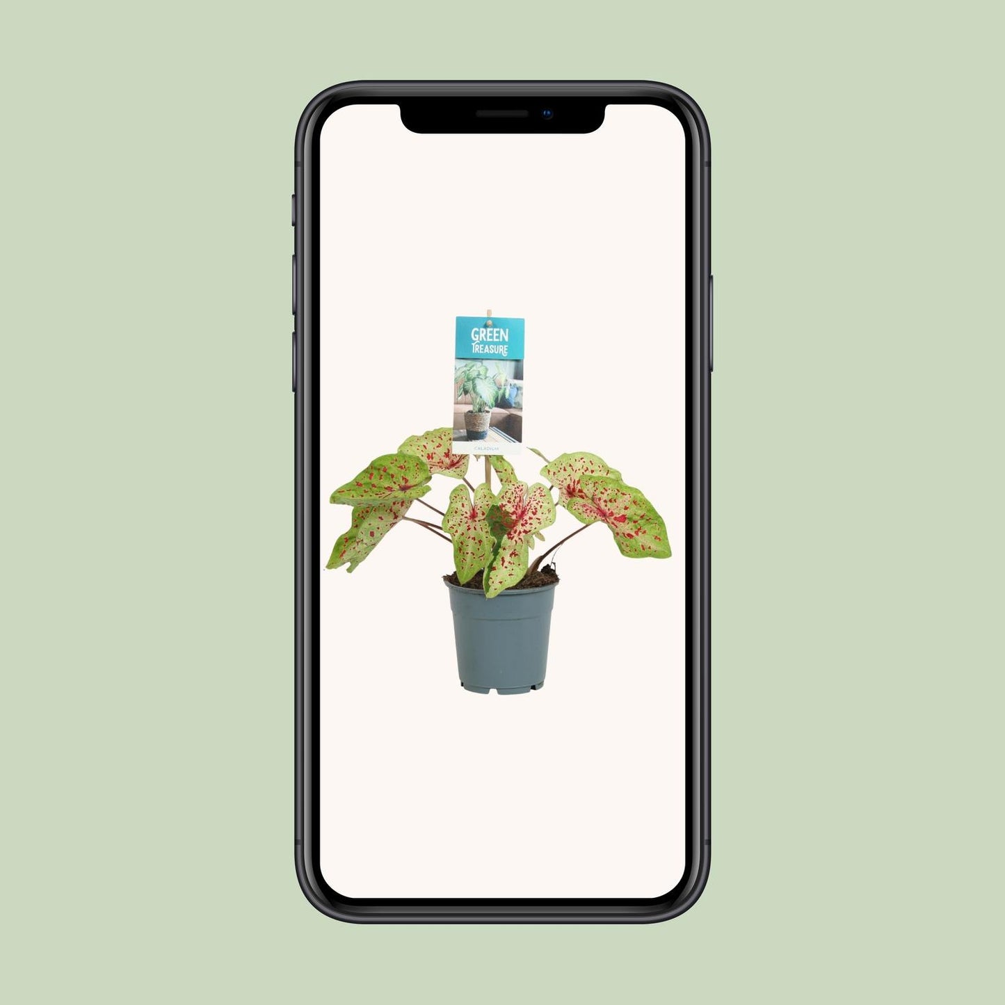 Caladium Miss Muffet – Pflegeleichter Engel Flügel Ø12cm