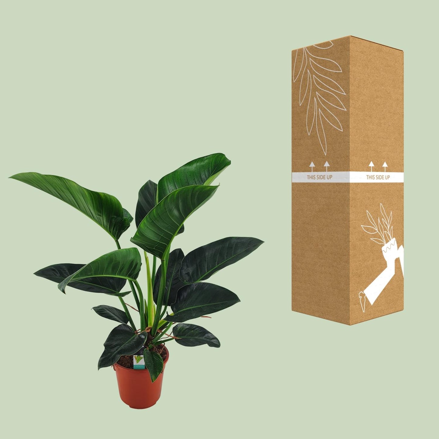 Philodendron Congo Millions – XXL pflegeleichte Zimmerpflanze