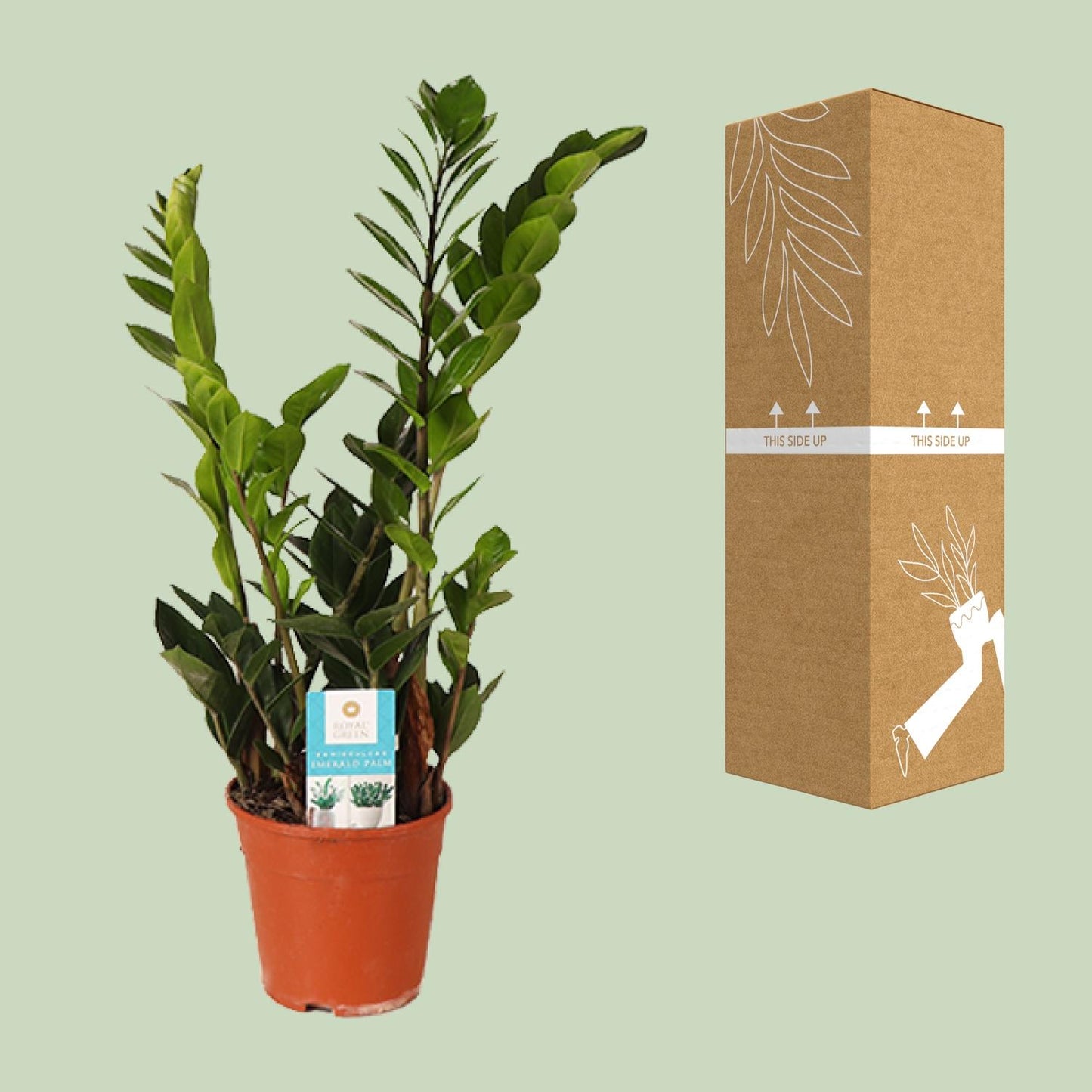Zamioculcas Zamiifolia – Pflegeleichte ZZ-Pflanze Ø14cm, 45cm hoch