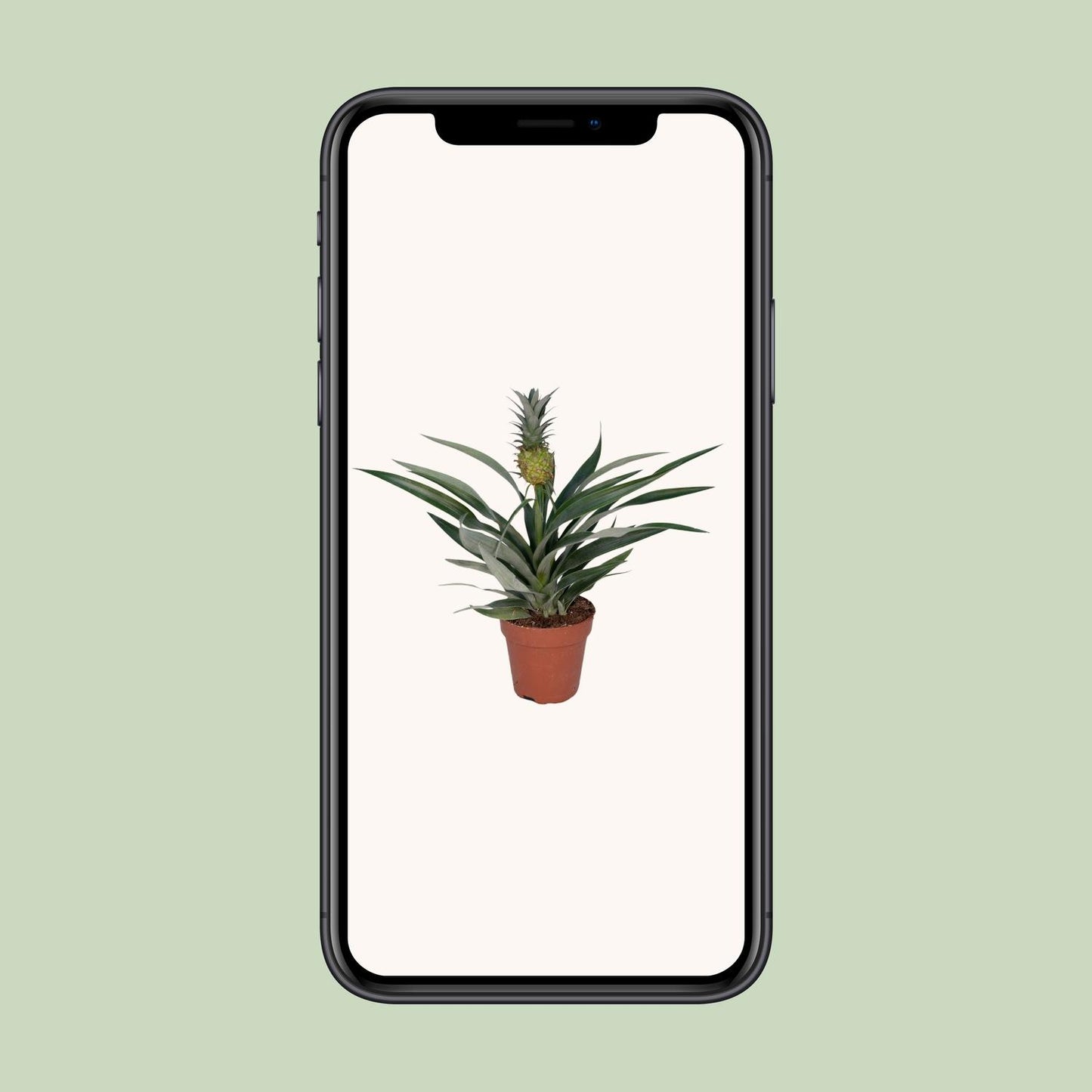 Bromelia Ananas - Tropische Zimmerpflanze Ø12cm, 30cm hoch
