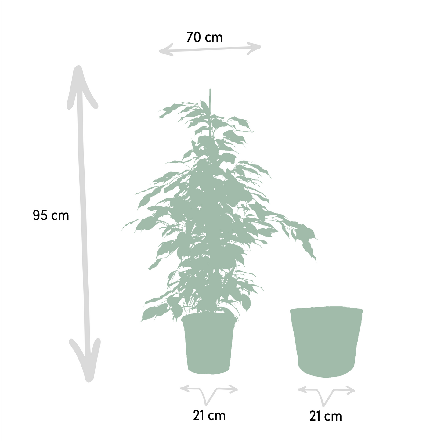 Ficus benjamina Danielle Ø21cm – Luftreinigende Zimmerpflanze mit Korb