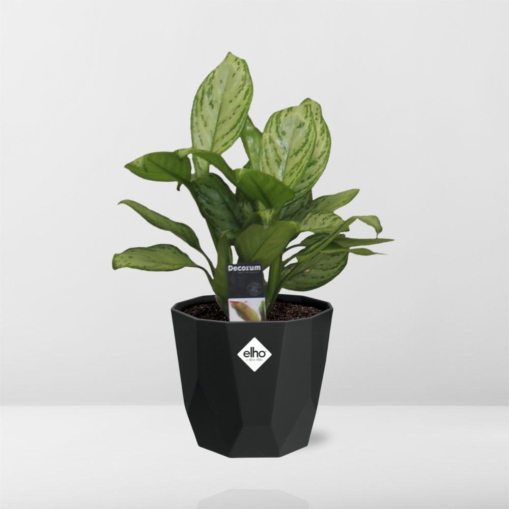 Aglaonema Christina – pflegeleichte Zimmerpflanze 14cm