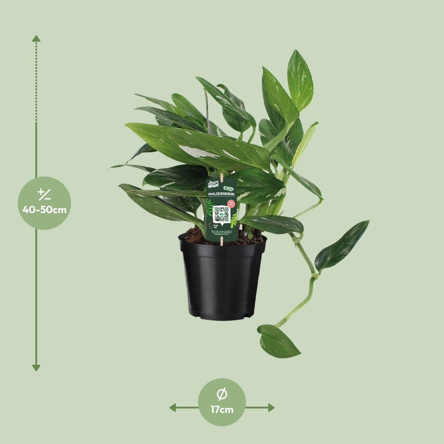 Philodendron Cobra Toef – Pflegeleichte Zimmerpflanze Ø17cm