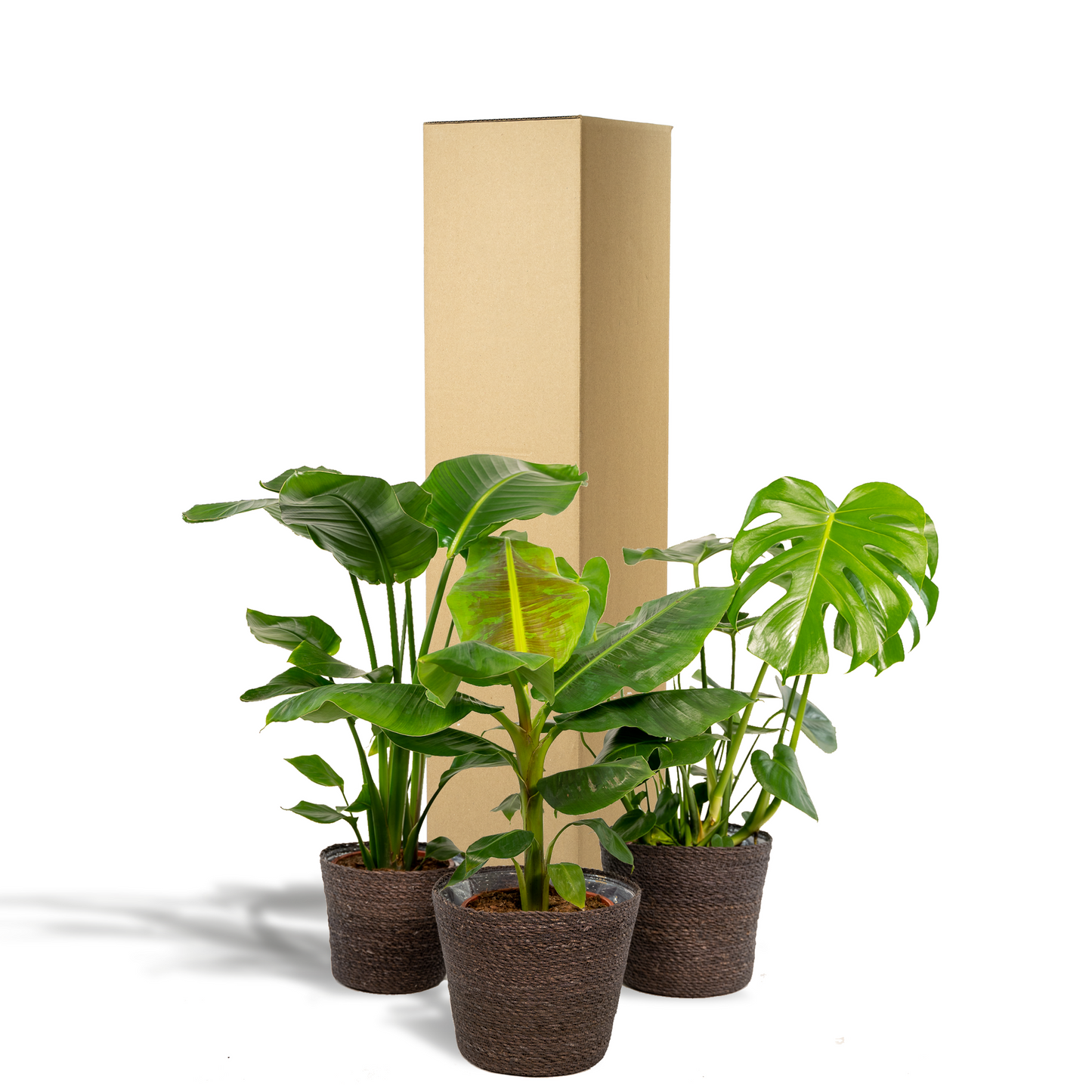 Exklusives Zimmerpflanzen-Set mit Monstera, Banane & Strelitzia im Korb