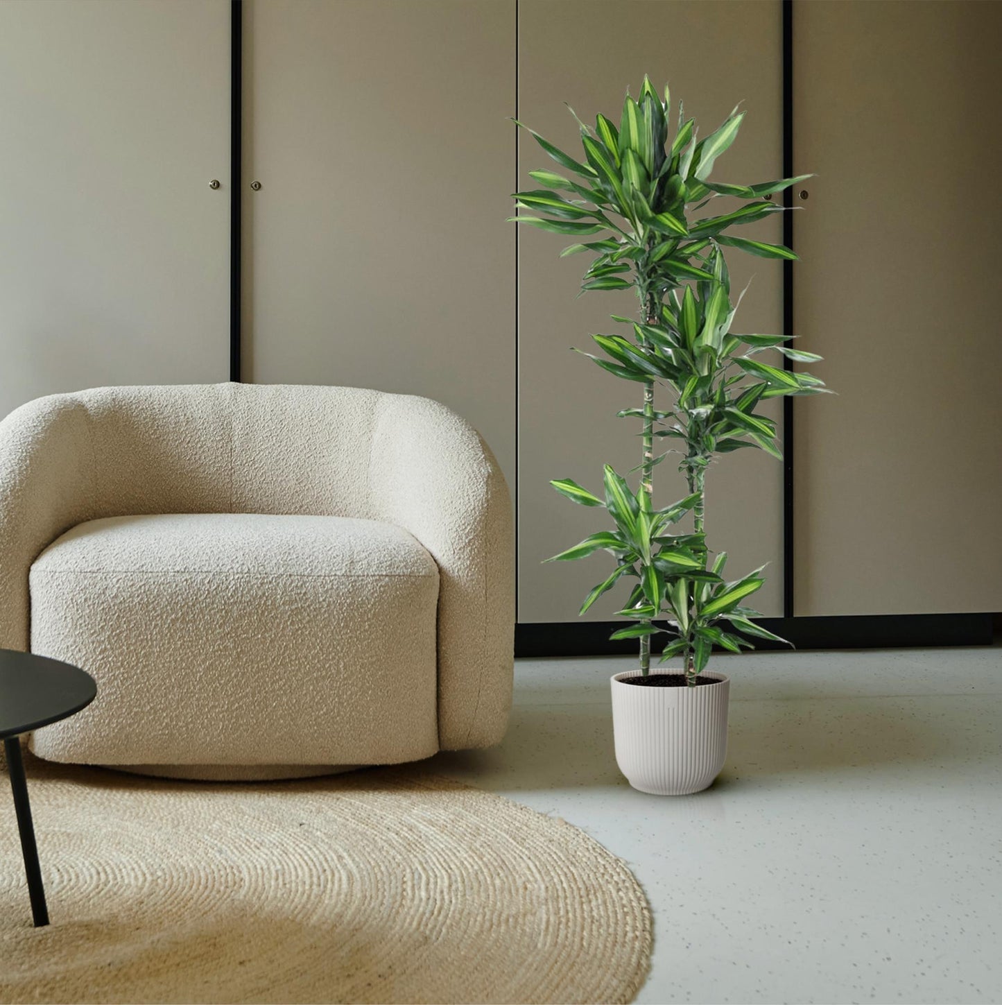 Dracaena Cintho – 150 cm – pflegeleichte Zimmerpflanze