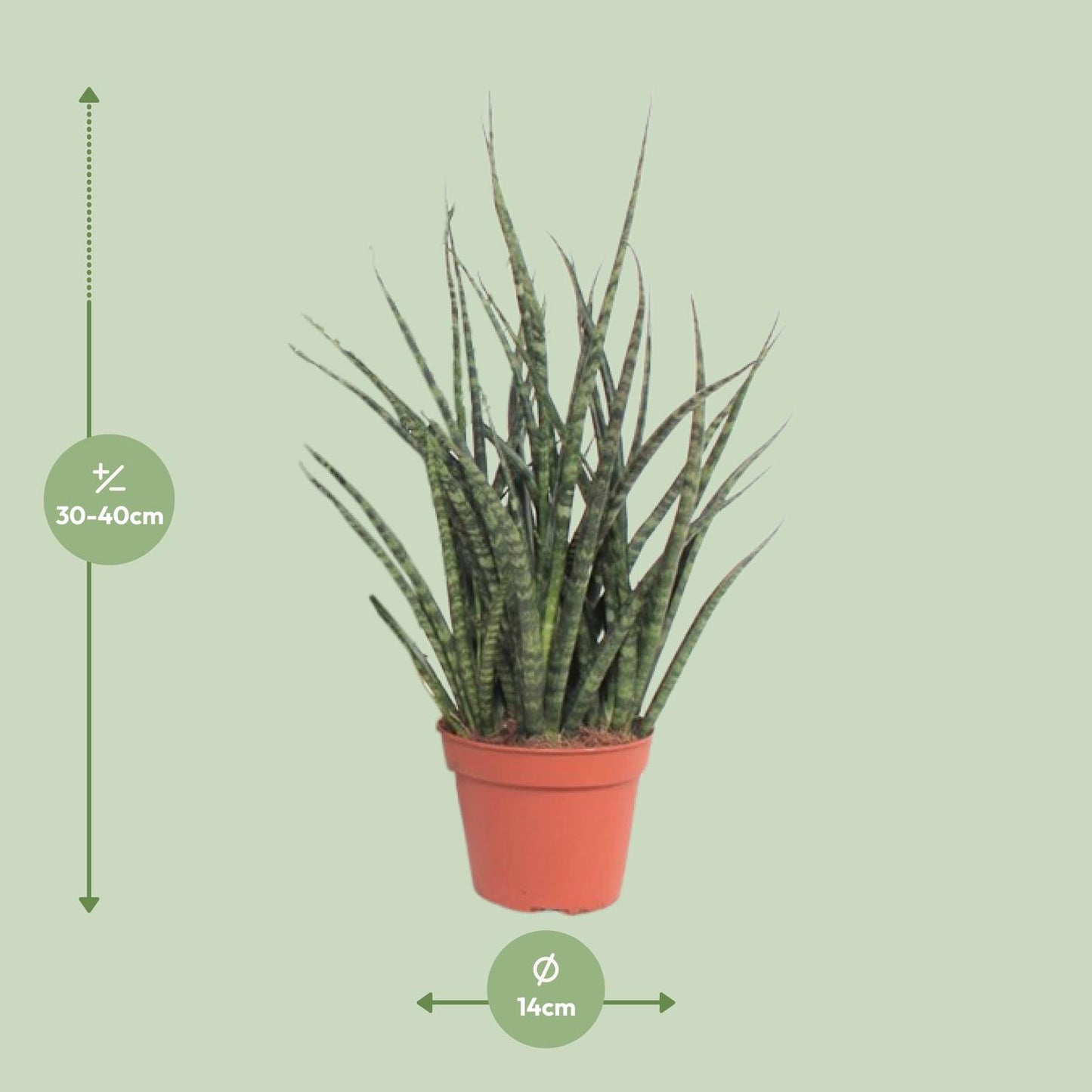 Sansevieria Fernwood Punk – Pflegeleichte Schwiegermutterzunge Ø12cm