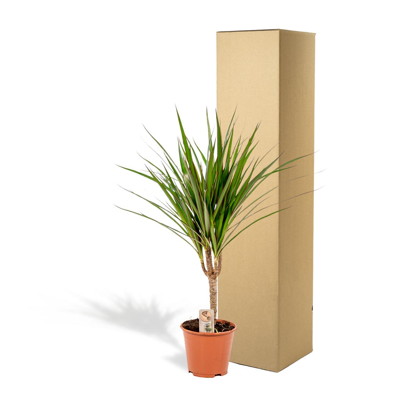 Dracaena Marginata – Pflegeleichter Drachenbaum Ø14cm, 60cm hoch