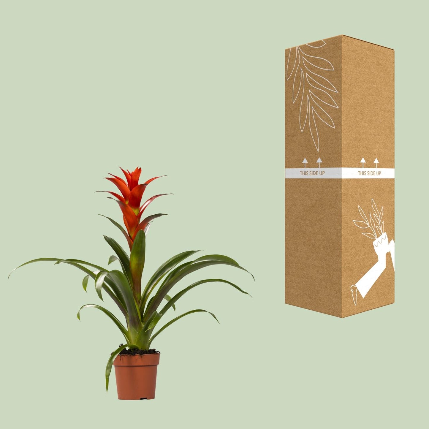 Guzmania Ostara – Pflegeleichte und stilvolle Zimmerpflanze Ø12cm