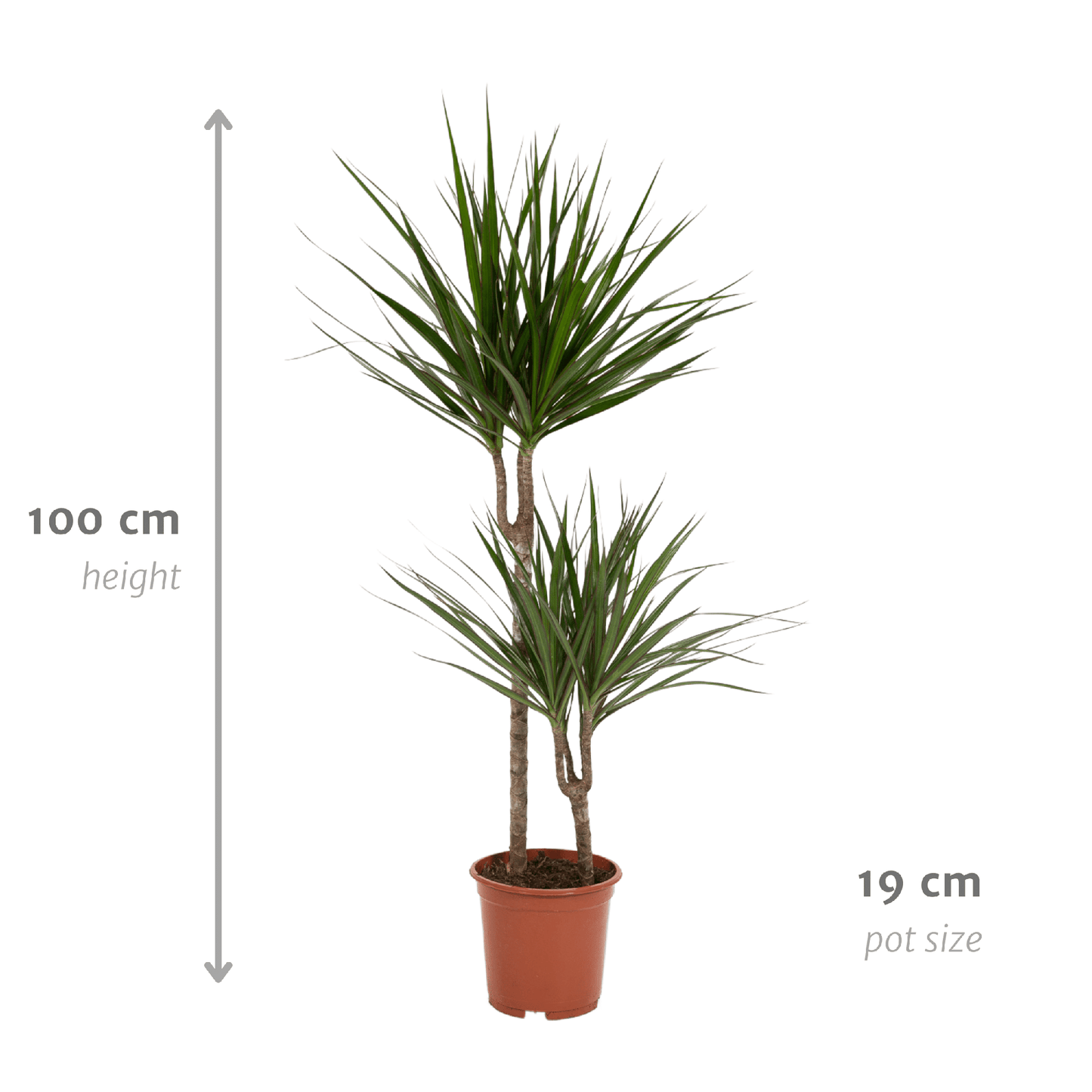 Dracaena Marginata – Stilvolle, pflegeleichte Zimmerpflanze Ø19cm