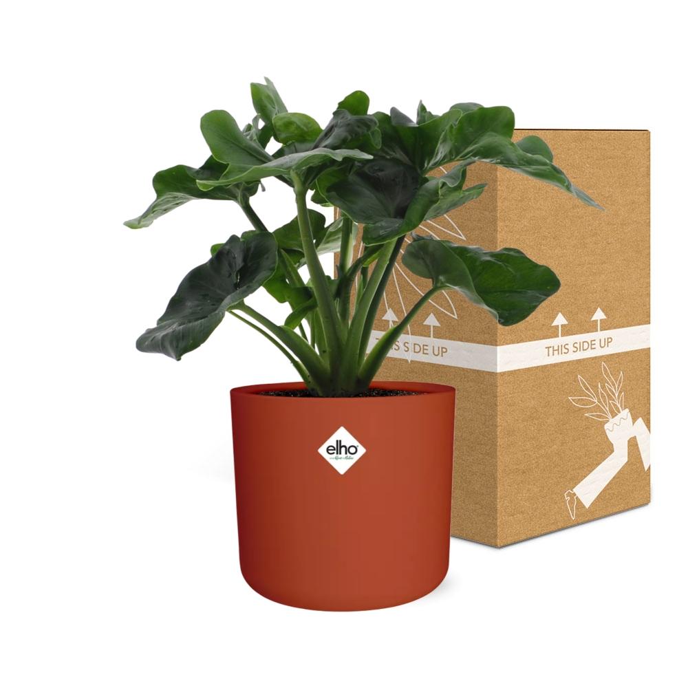 Philodendron Atom im ELHO b.for soft rond 14cm Topf brique