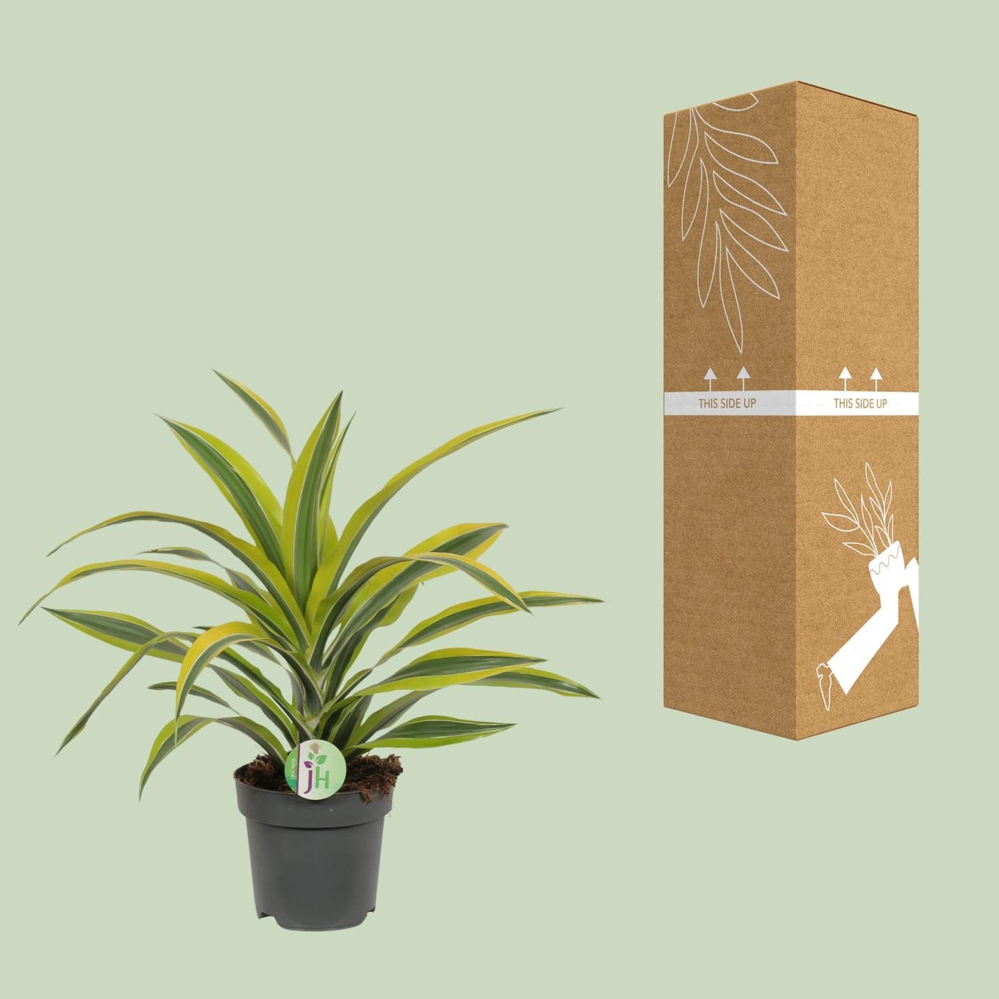Dracaena Fragrans Lemon Lime – Pflegeleichte Zimmerpflanze Ø17cm