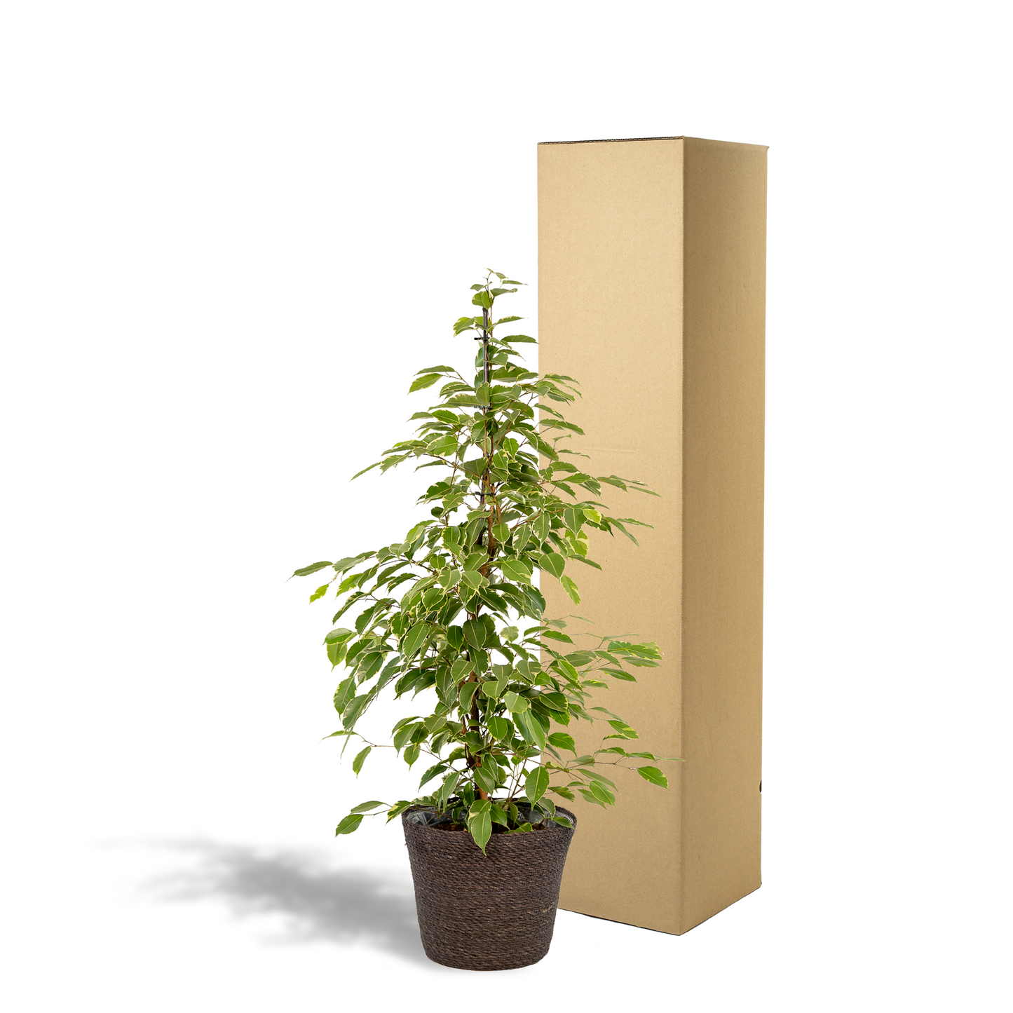 Ficus benjamina Goldenking mit Korb Ø21cm, Höhe 95cm