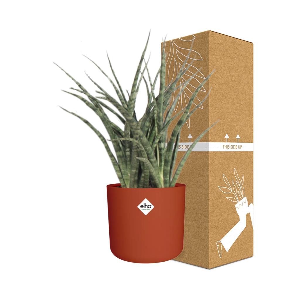 Sansevieria Fernwood Punk im ELHO b.for soft Rond 14cm Brique