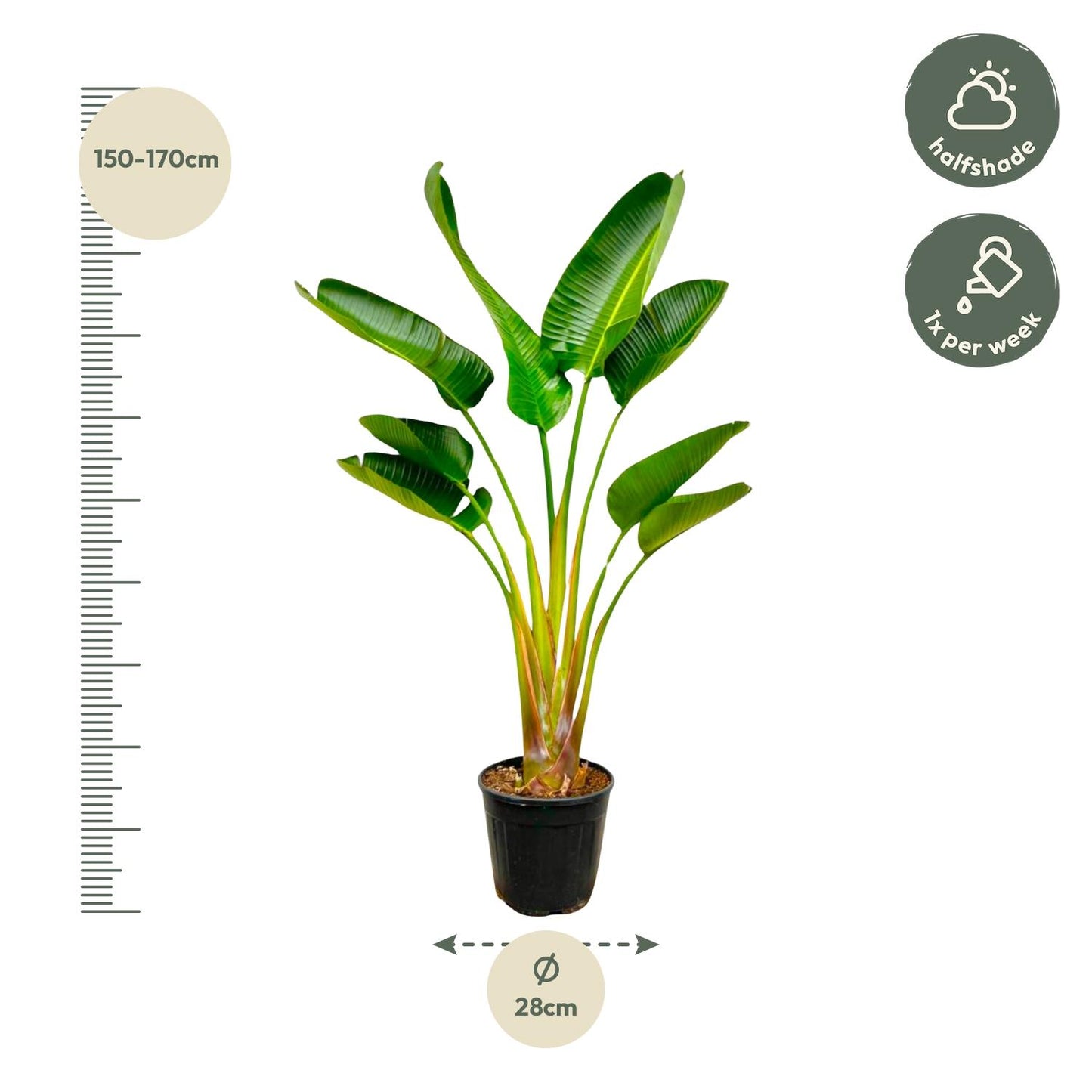Strelitzia Augusta – Weißer Paradiesvogel XXL-Pflanze