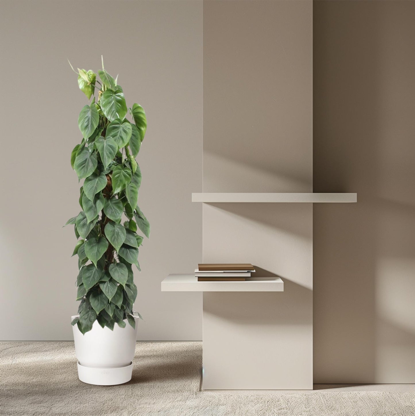 Philodendron Scandens mosstok – Pflegeleichte XXL Zimmerpflanze