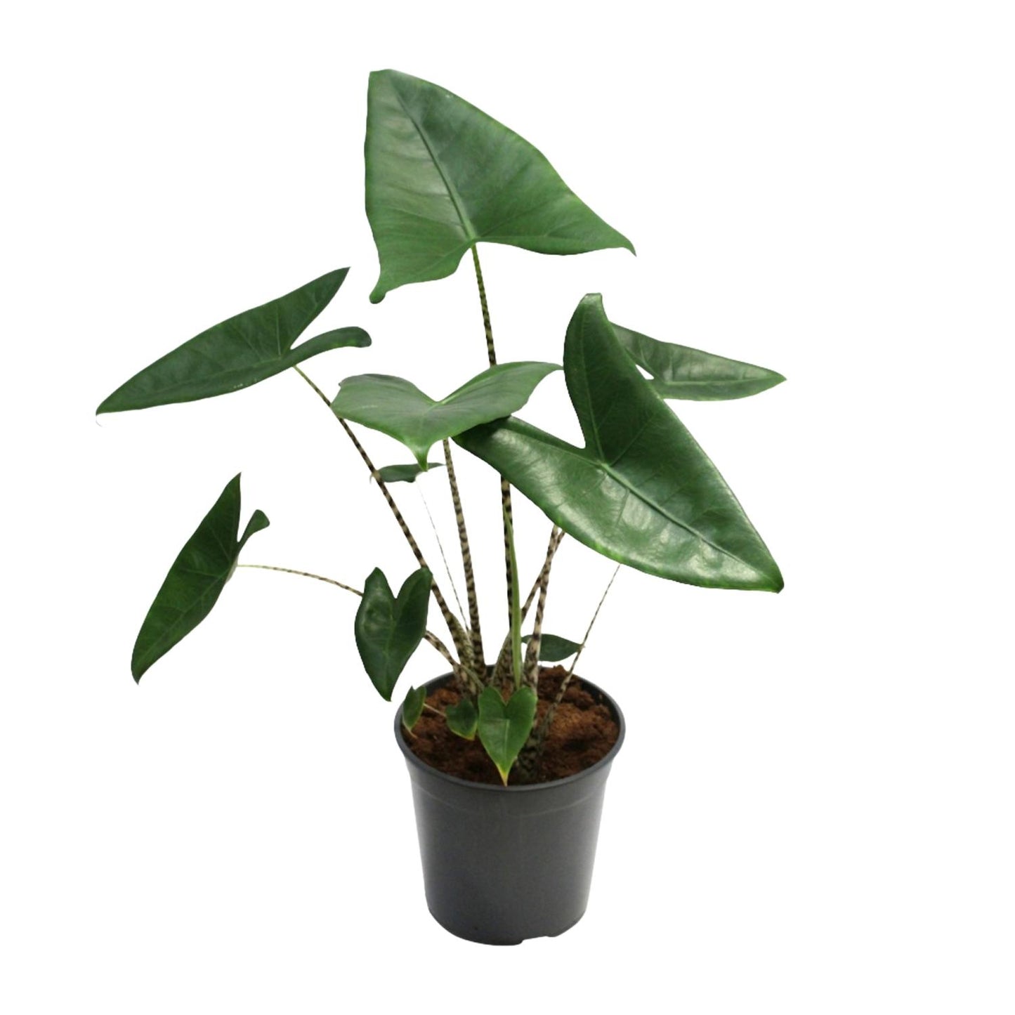 Alocasia Zebrina – Exotische Zimmerpflanze Ø21cm, 80cm hoch