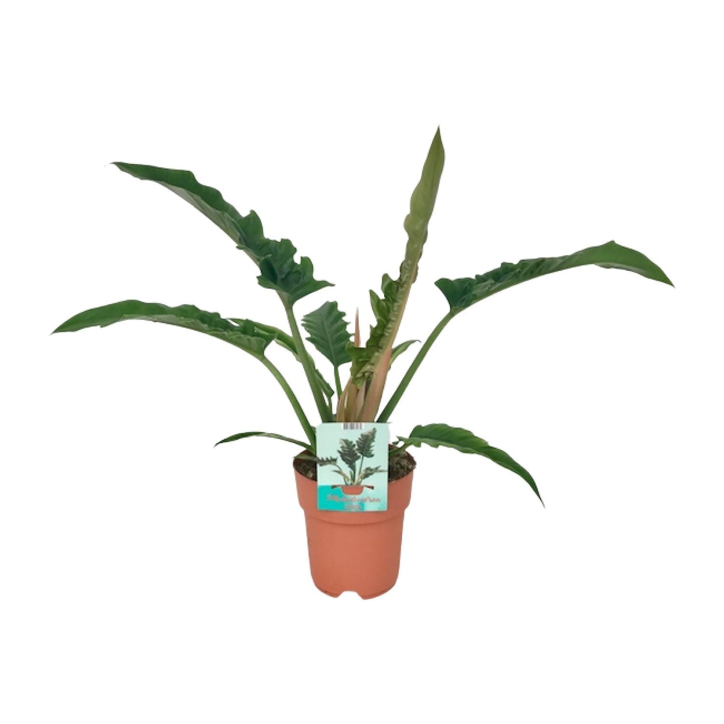 Philodendron Narrow – Pflegeleichter Blattschmuck Ø19cm
