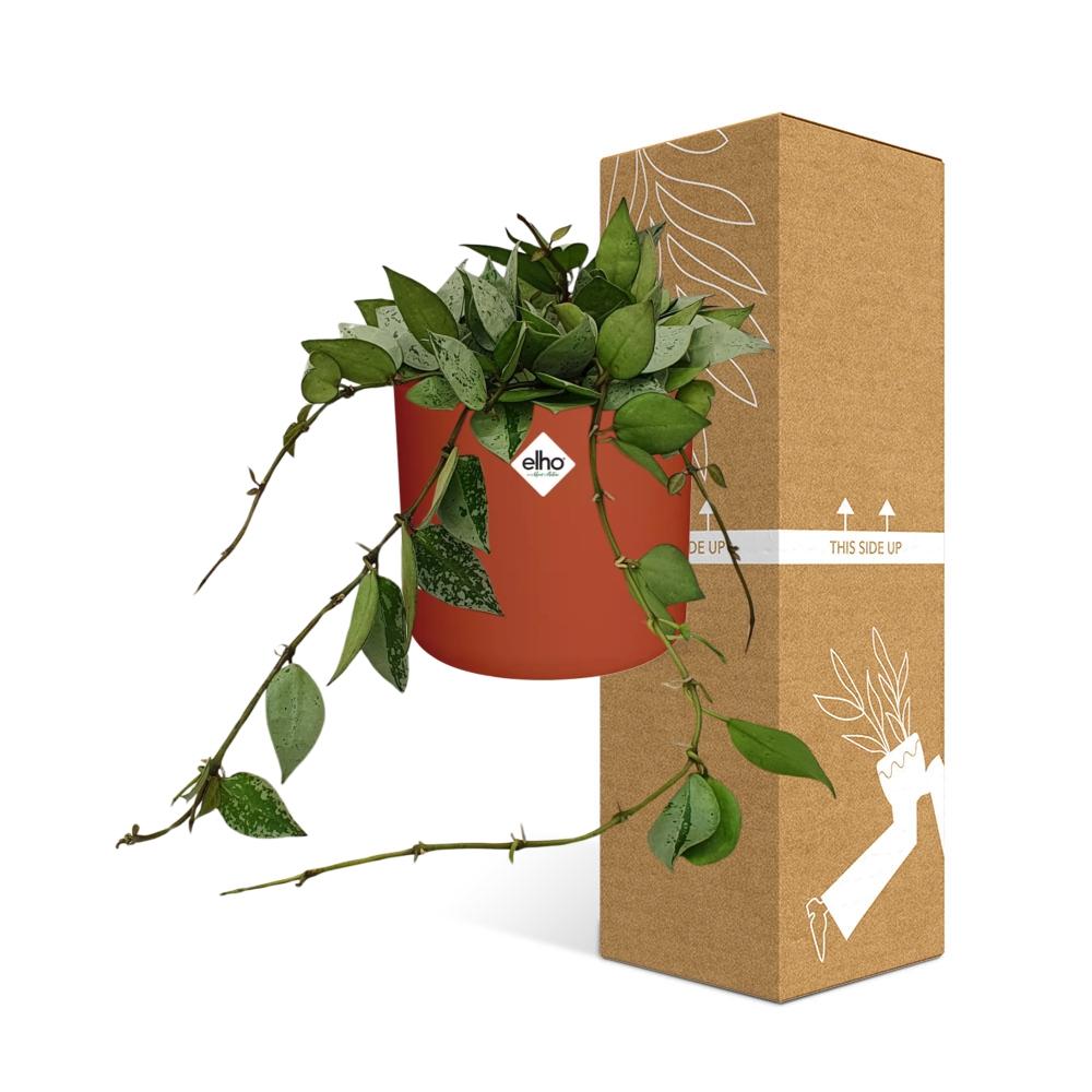 Hoya Krohniana Eskimo – Pflegeleichte Wachsblume im ELHO b.for soft Rond 14cm Brique
