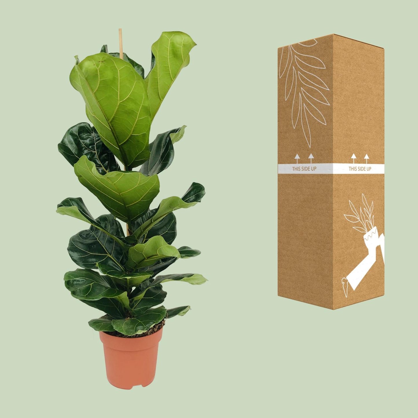 Ficus Lyrata - Große Blätter, Ø21cm, 110cm Höhe