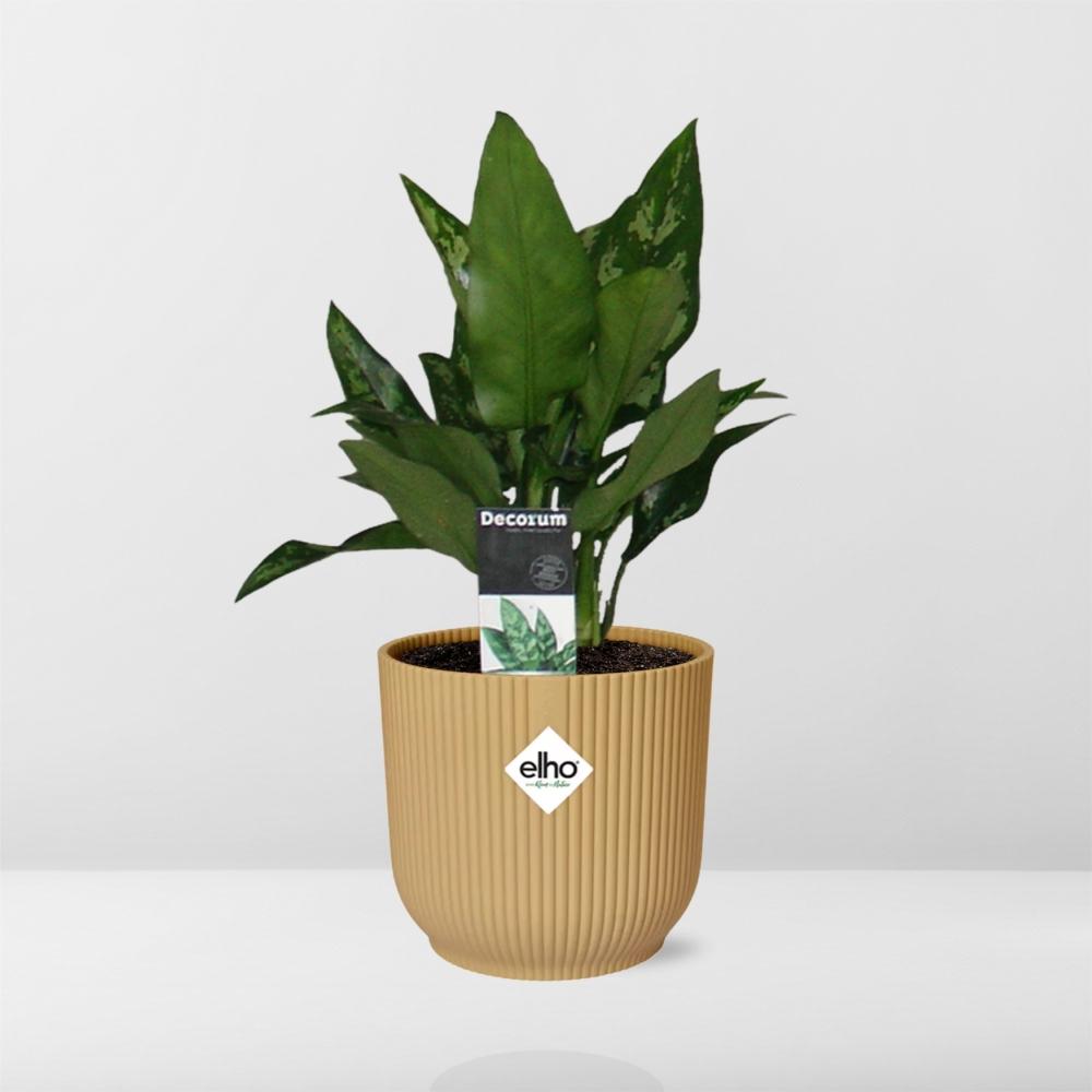 Aglaonema Maria im ELHO Vibes Fold 14cm Gelb