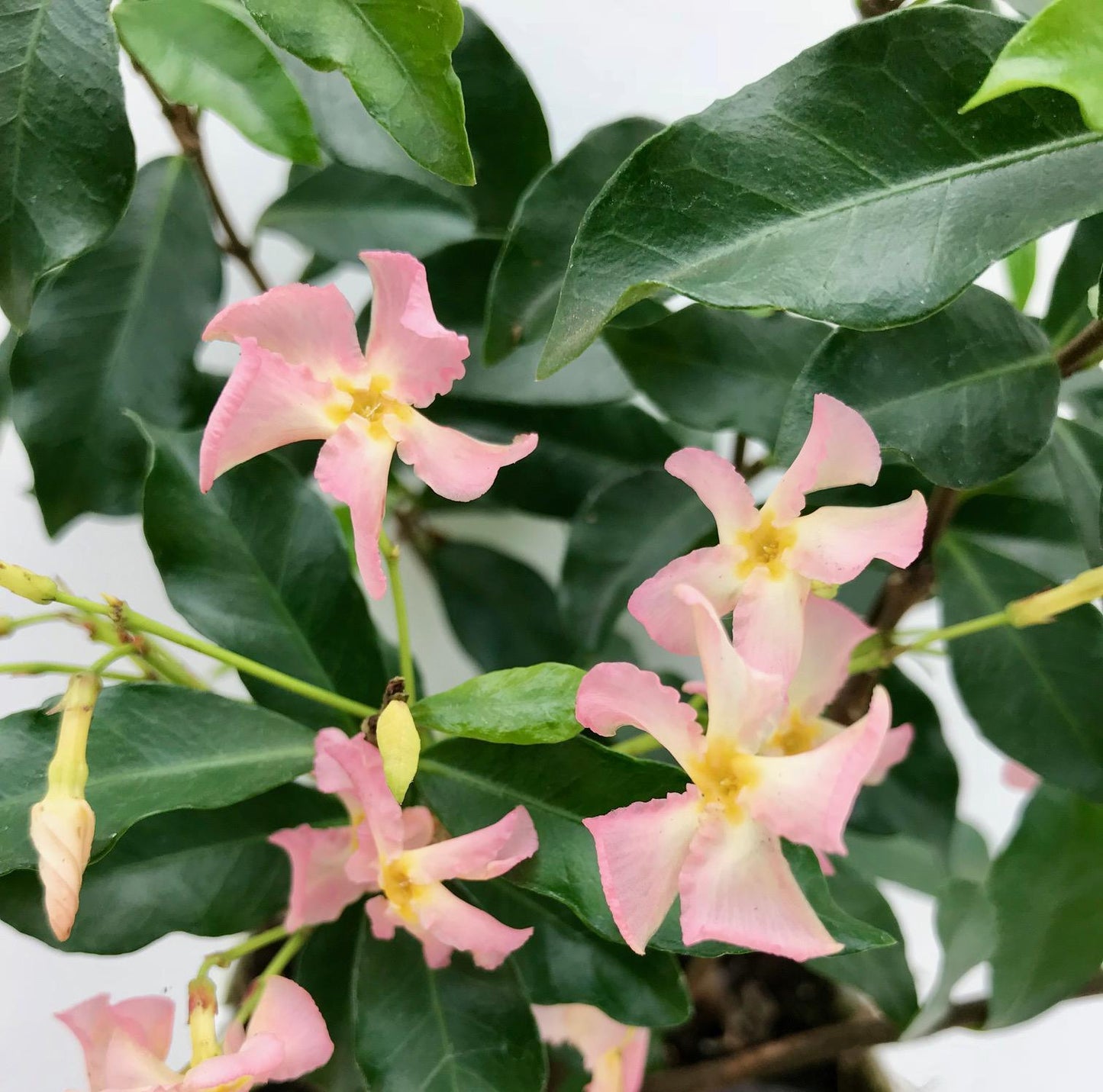 2x Trachelospermum 'Star of Ibiza' – Immergrüne Kletterpflanzen Ø15cm