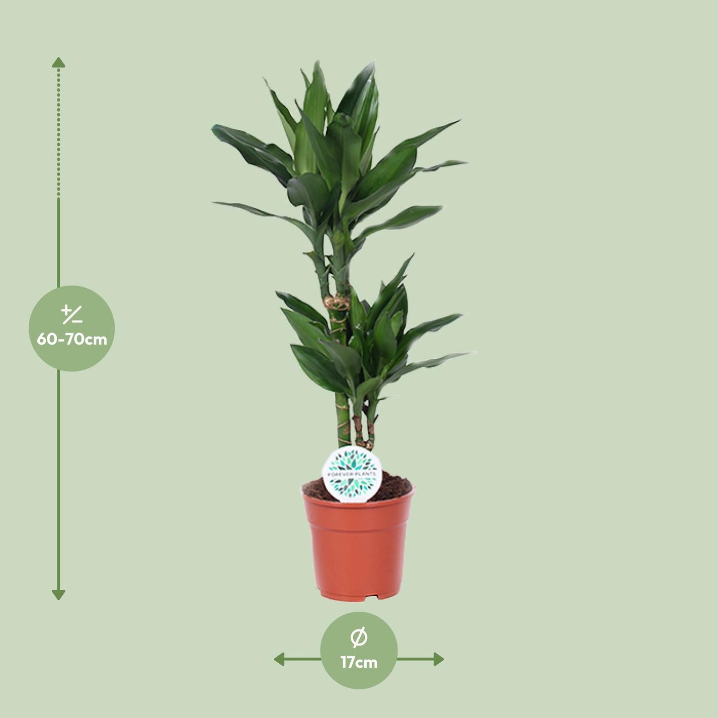 Dracaena Janet Lind – Eleganter Drachenbaum Ø17cm, 70cm hoch