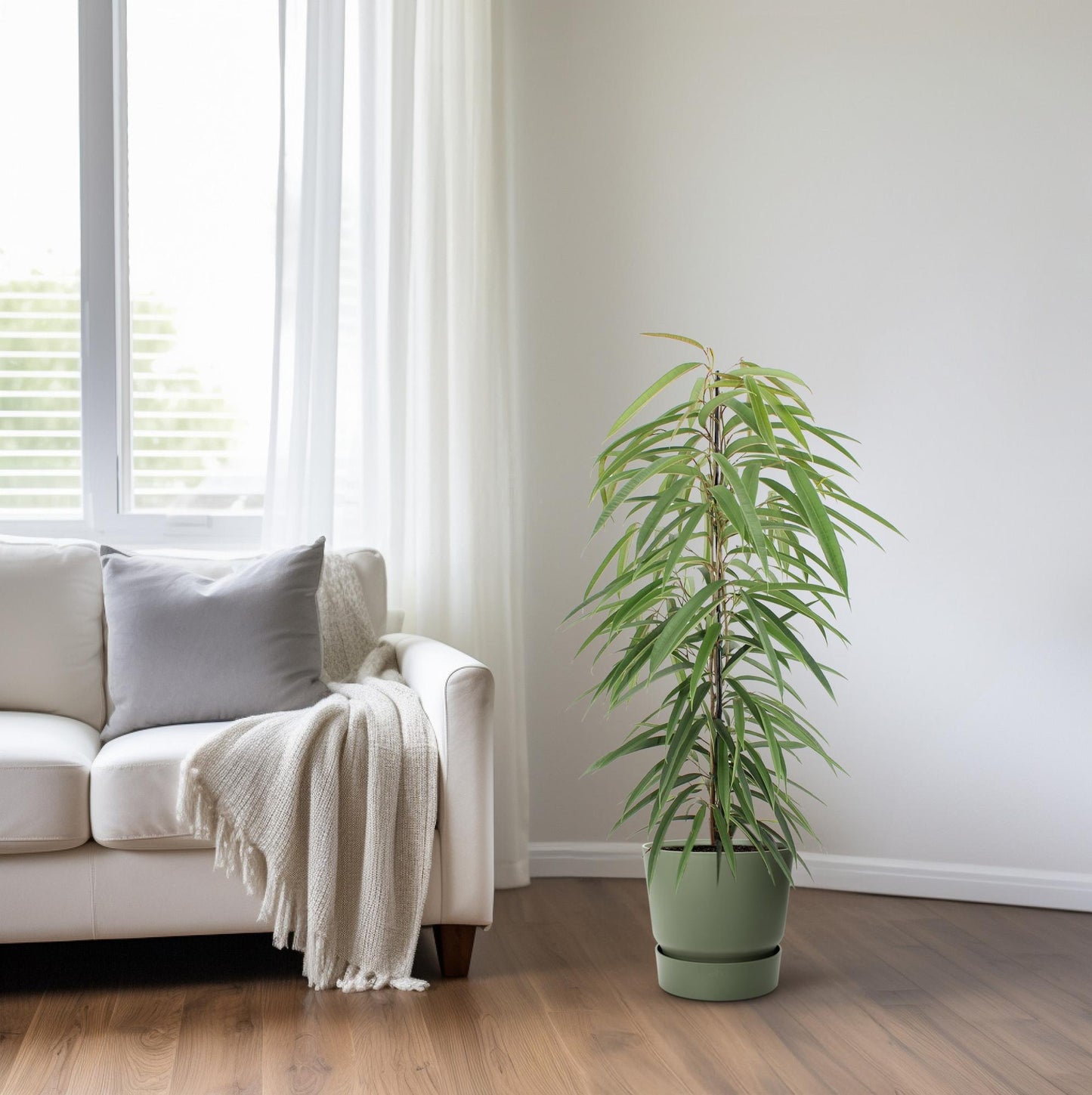 Ficus Binnendijkii Alii – Pflegeleichter Zimmerbaum Ø21cm, 80cm