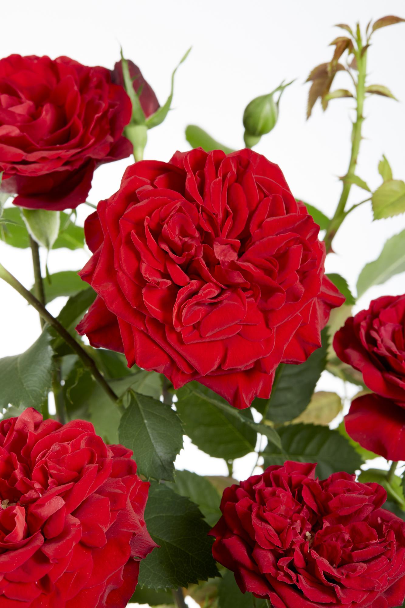Rosa Crazy in Love 'Red' – Rote Rose Ø15cm, Höhe 65cm