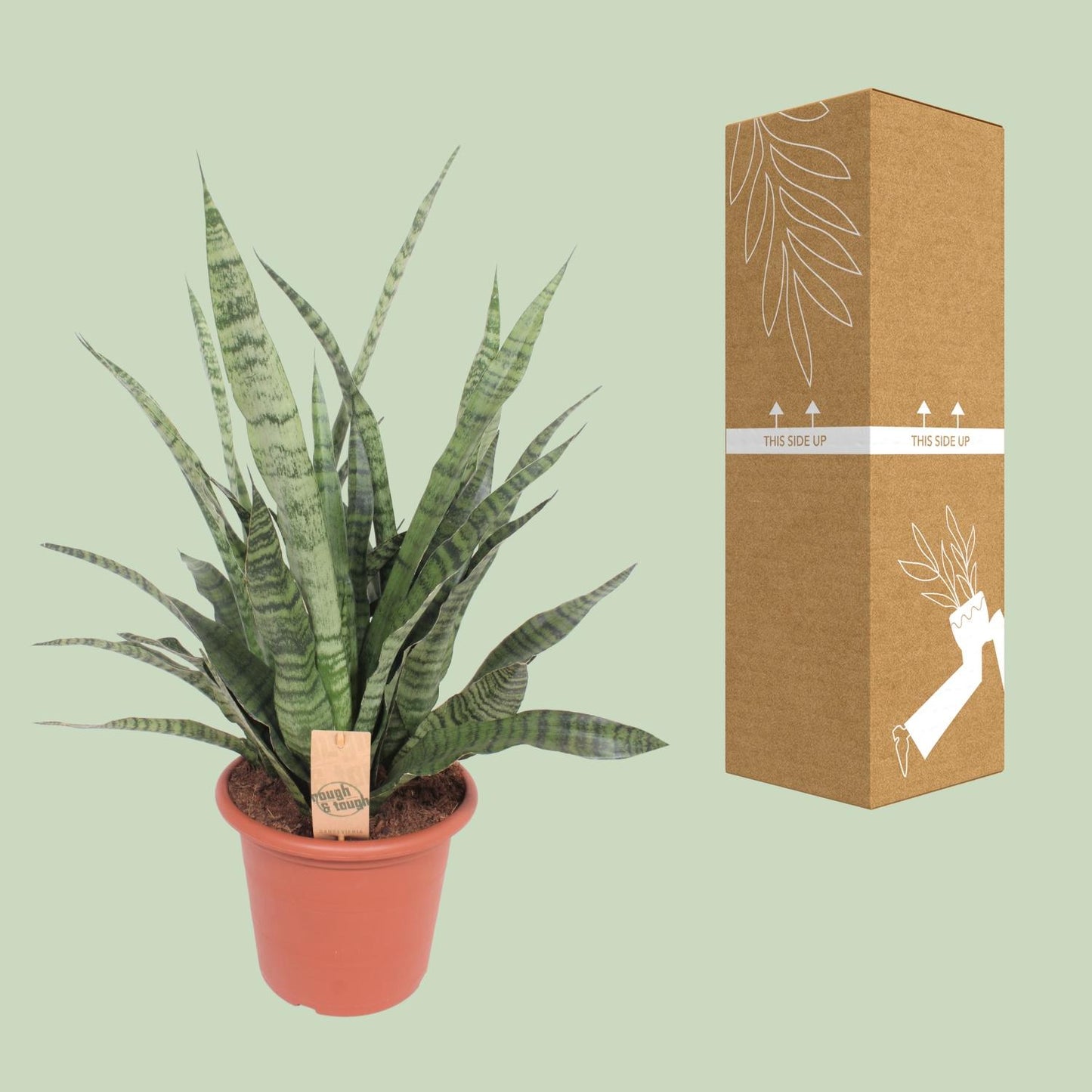 Sansevieria Diamond Green – Pflegeleichte Schwiegermutterzunge Ø25cm
