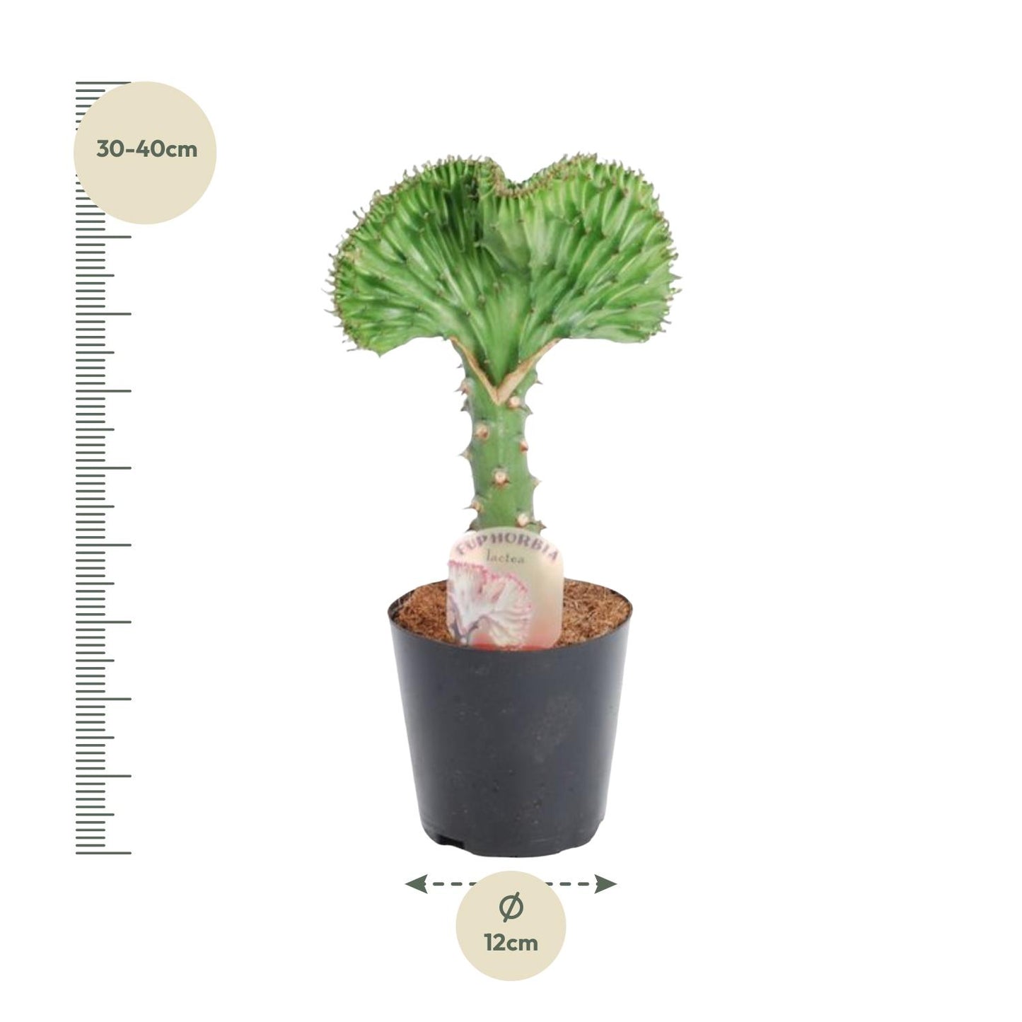 Euphorbia lactea Cristata – Korallen-Kaktus, 35 cm