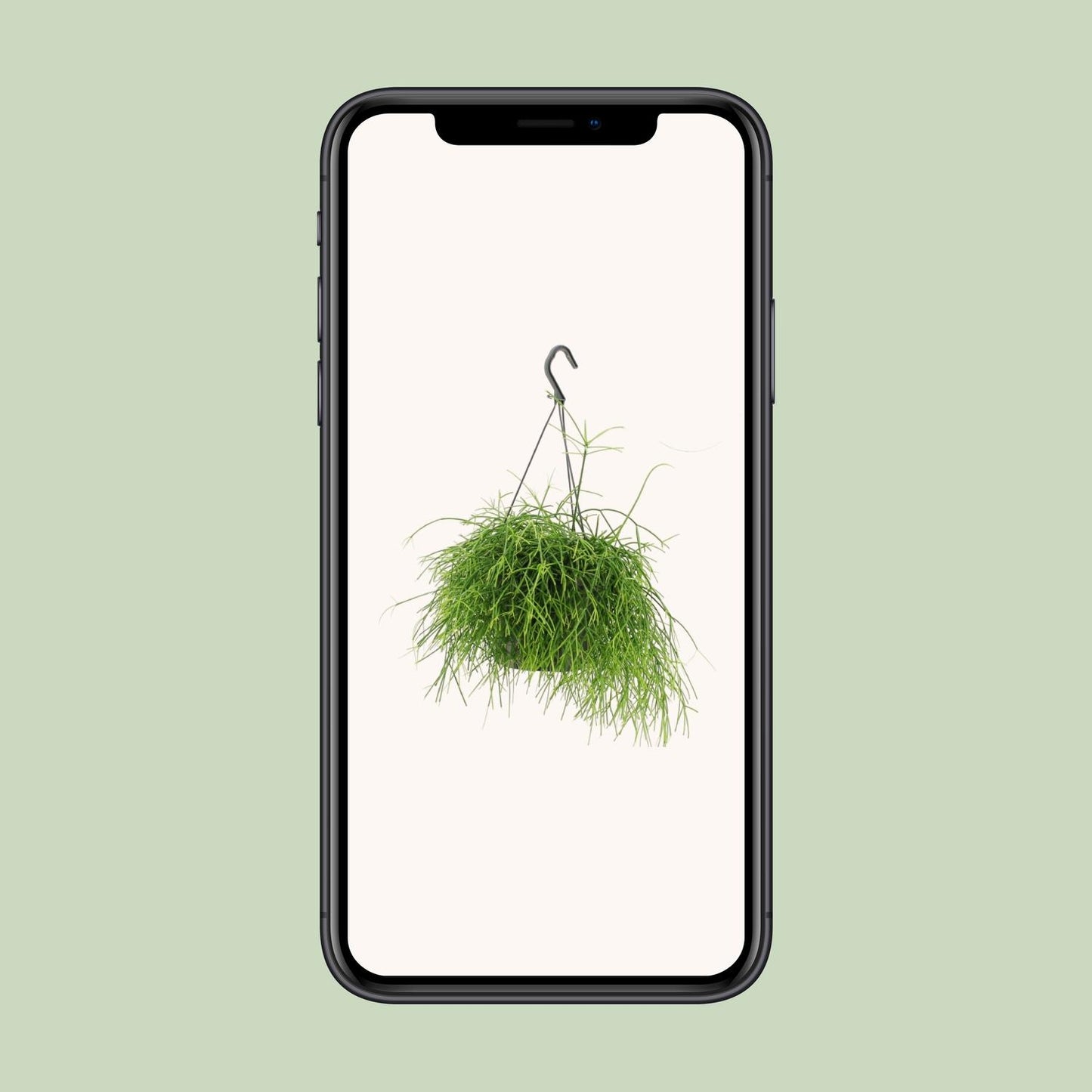 Rhipsalis Oasis – pflegeleichte Hängepflanze Ø17cm