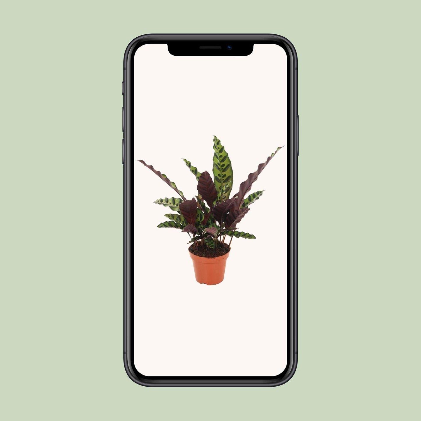 Calathea Insignis – Pflegeleichte Designer-Zimmerpflanze Ø12cm