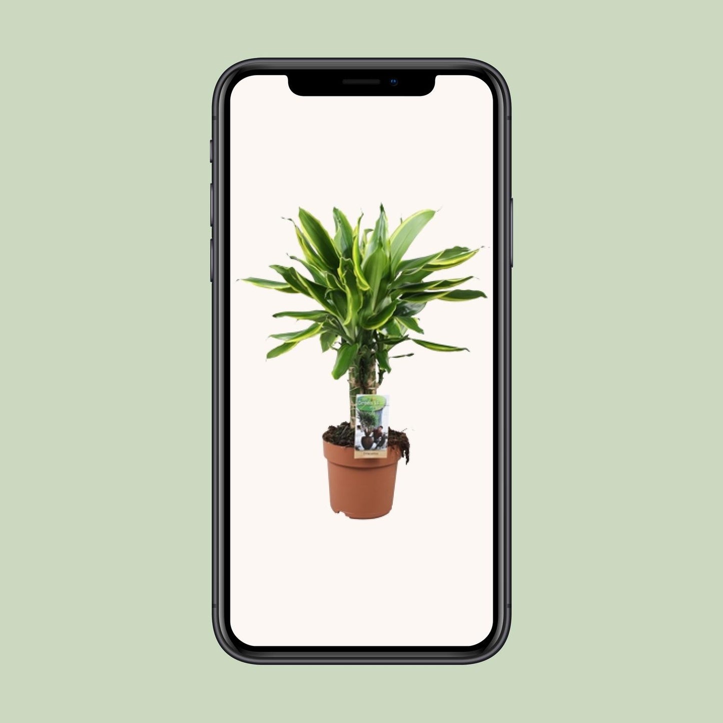 Dracaena Golden Coast – Pflegeleichter Drachenbaum Ø17cm