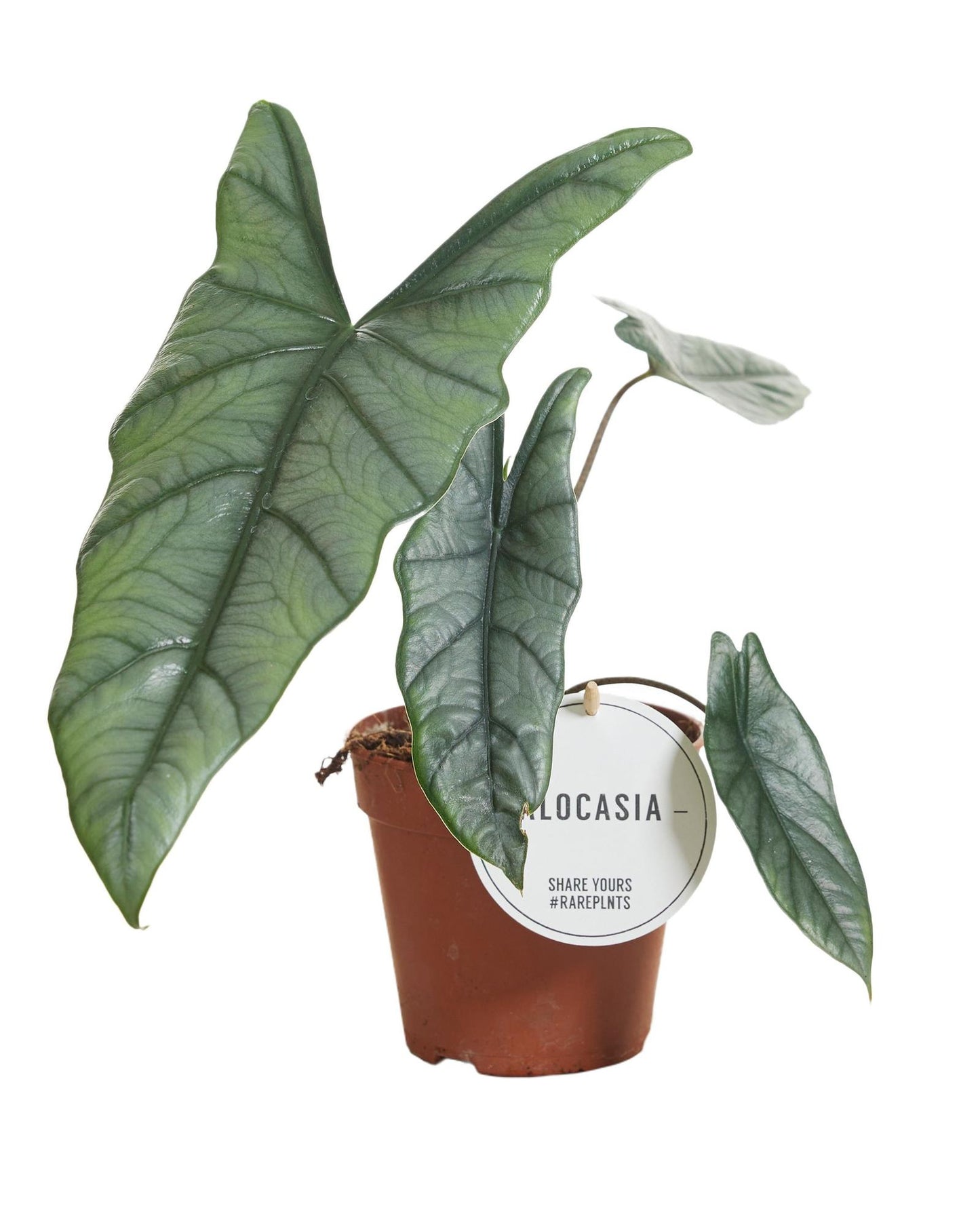 Alocasia Heterophylla – Tropische Zimmerpflanze Ø12cm Topf