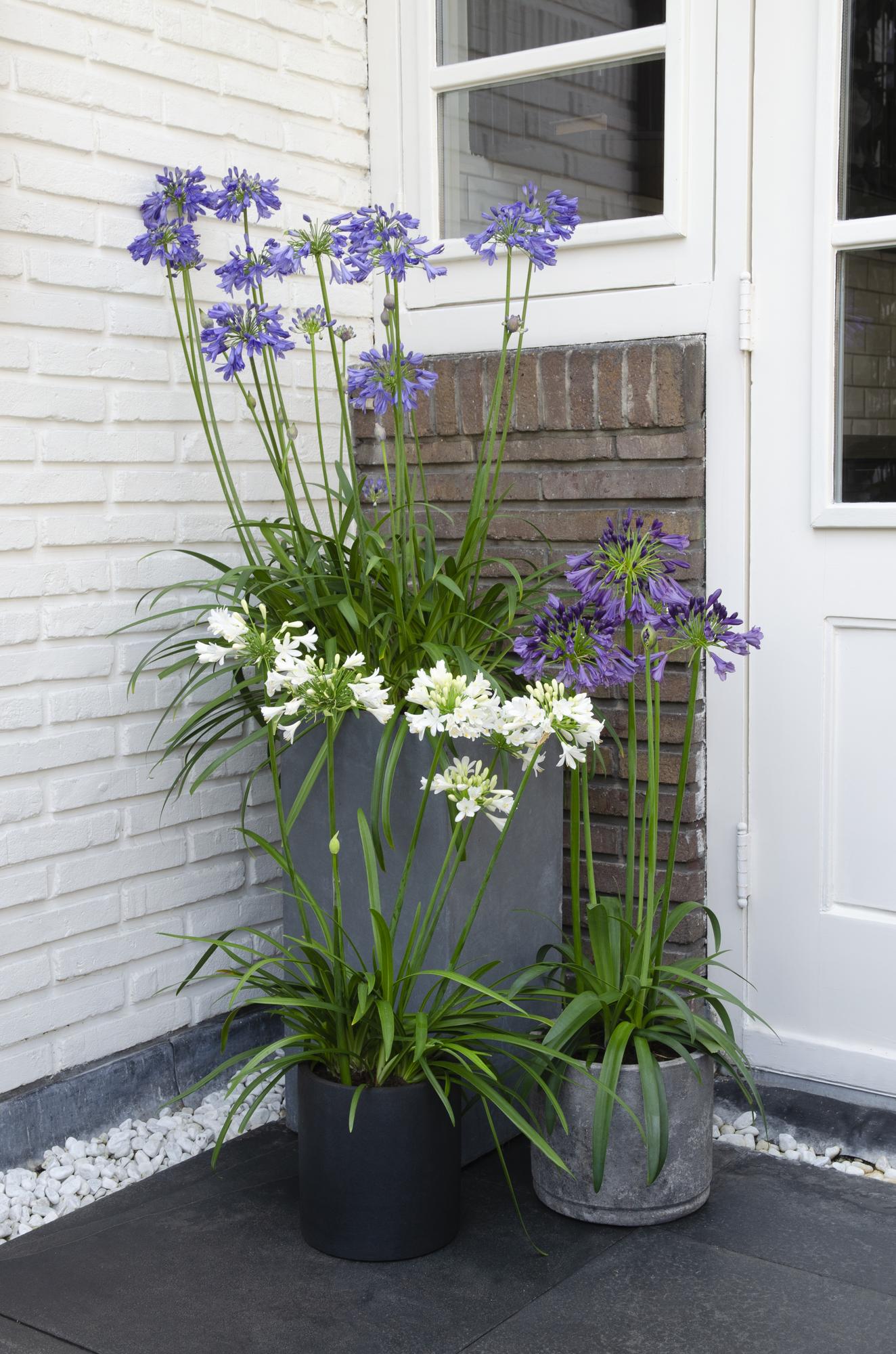 Agapanthus 'Ever Sapphire' – Tiefblaue Blütenpracht Ø19cm