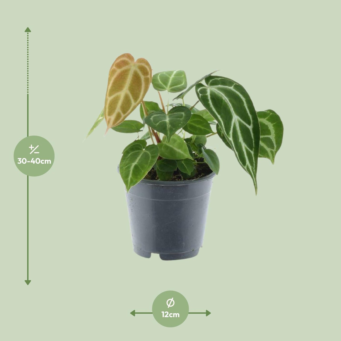 Anthurium Chrystallinum – Pflegeleichte Tropenpflanze Ø12cm