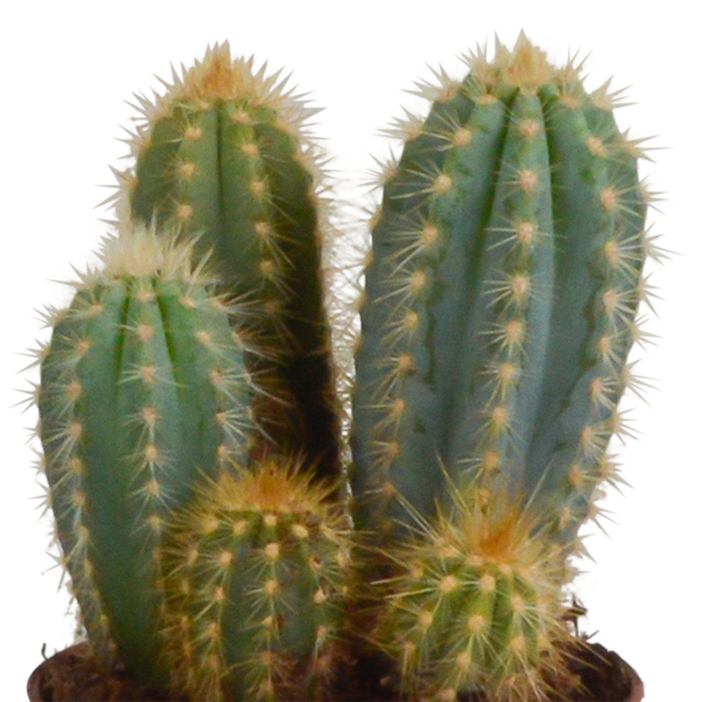 Cereus-Mischung 3er-Set im Terrakotta-Topf 10,5 cm