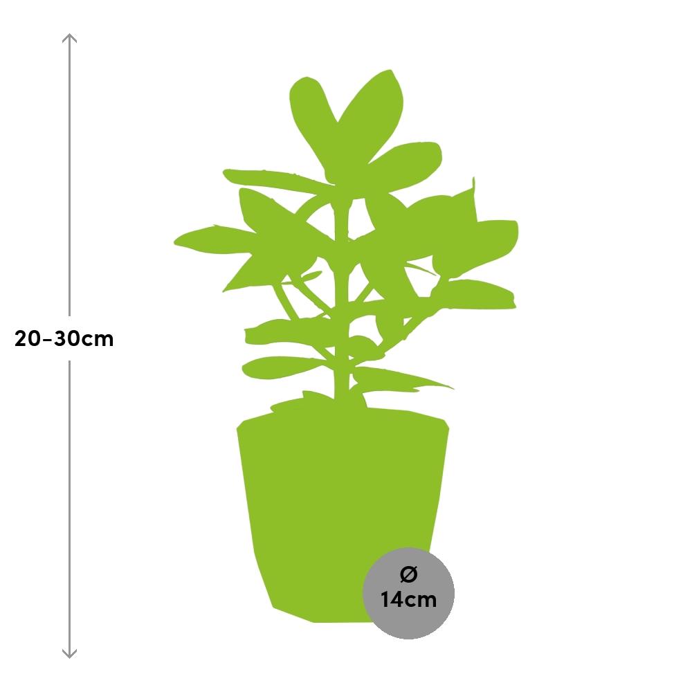 Clusia Princess – Autographenbaum in ELHO b.for rock 14 cm warm grey
