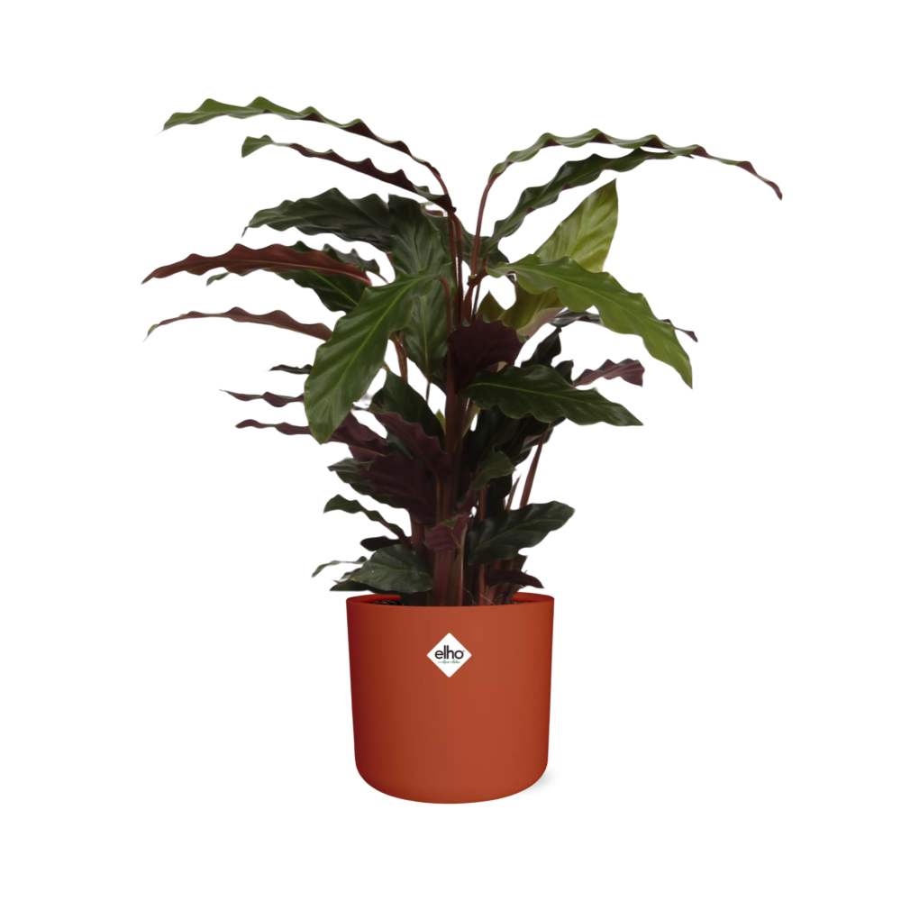Calathea Rufibarba ‘Tropistar’ – pflegeleichte Zimmerpflanze im ELHO b.for soft Rond 14cm brique