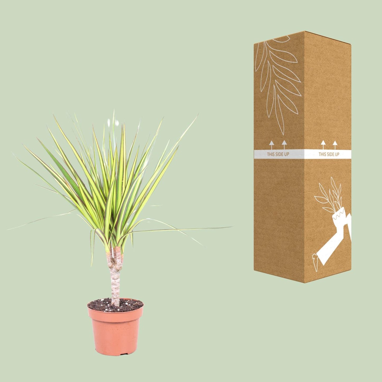 Dracaena Sunray - Drachenbaum Ø12cm, ca. 50cm hoch