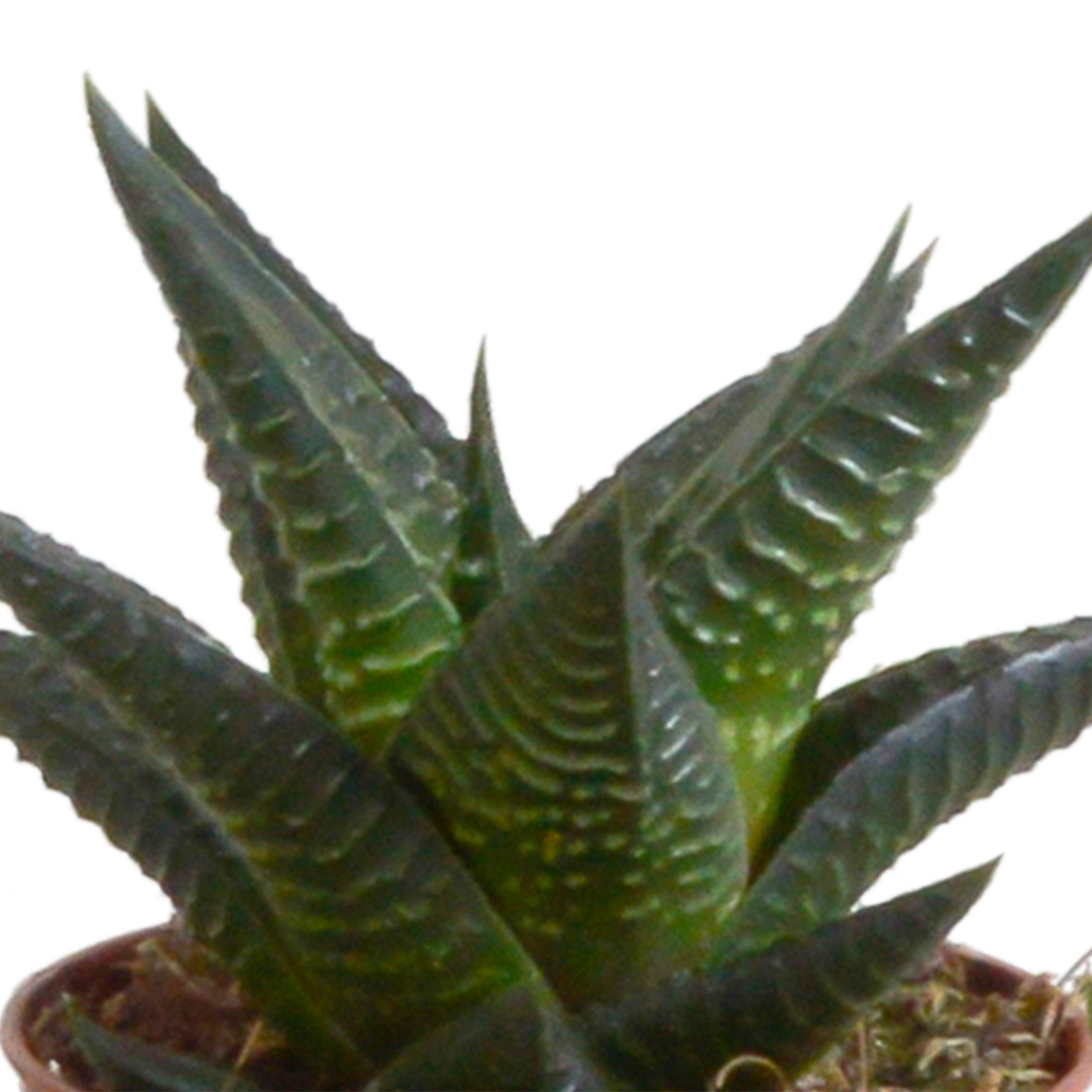 Gasteria & Haworthia Sukkulenten-Mix im Terrakotta-Topf